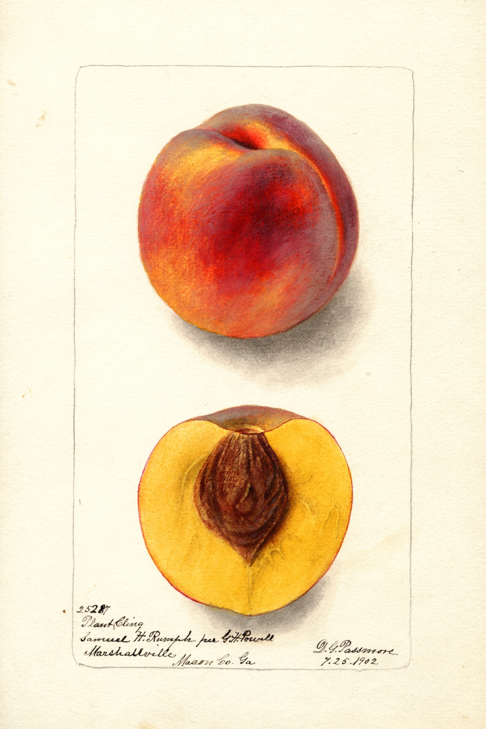 Plant Cling Peach
