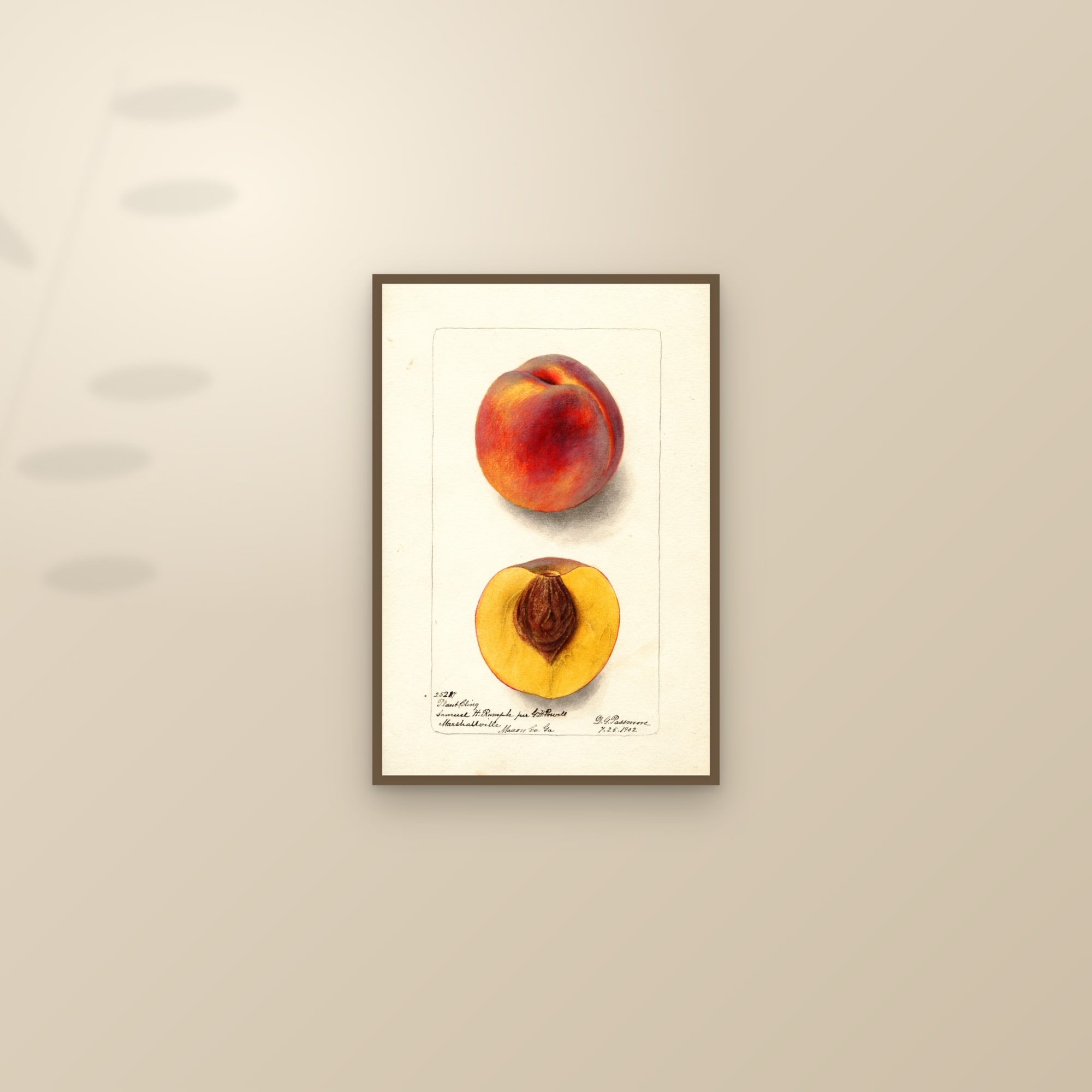 Plant Cling Peach — framed and styled on a sunlit wall