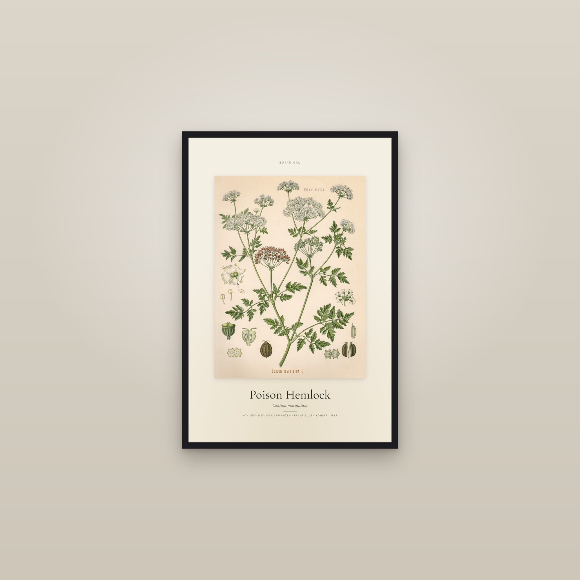 Poison Hemlock — Specimen