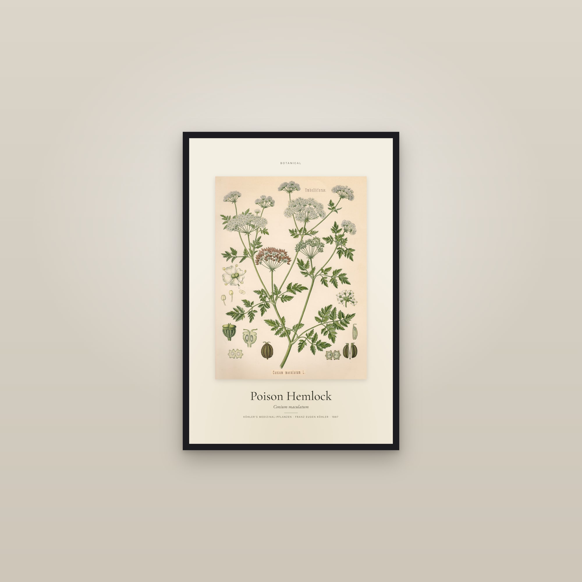 Poison Hemlock — Specimen — framed in a gallery setting