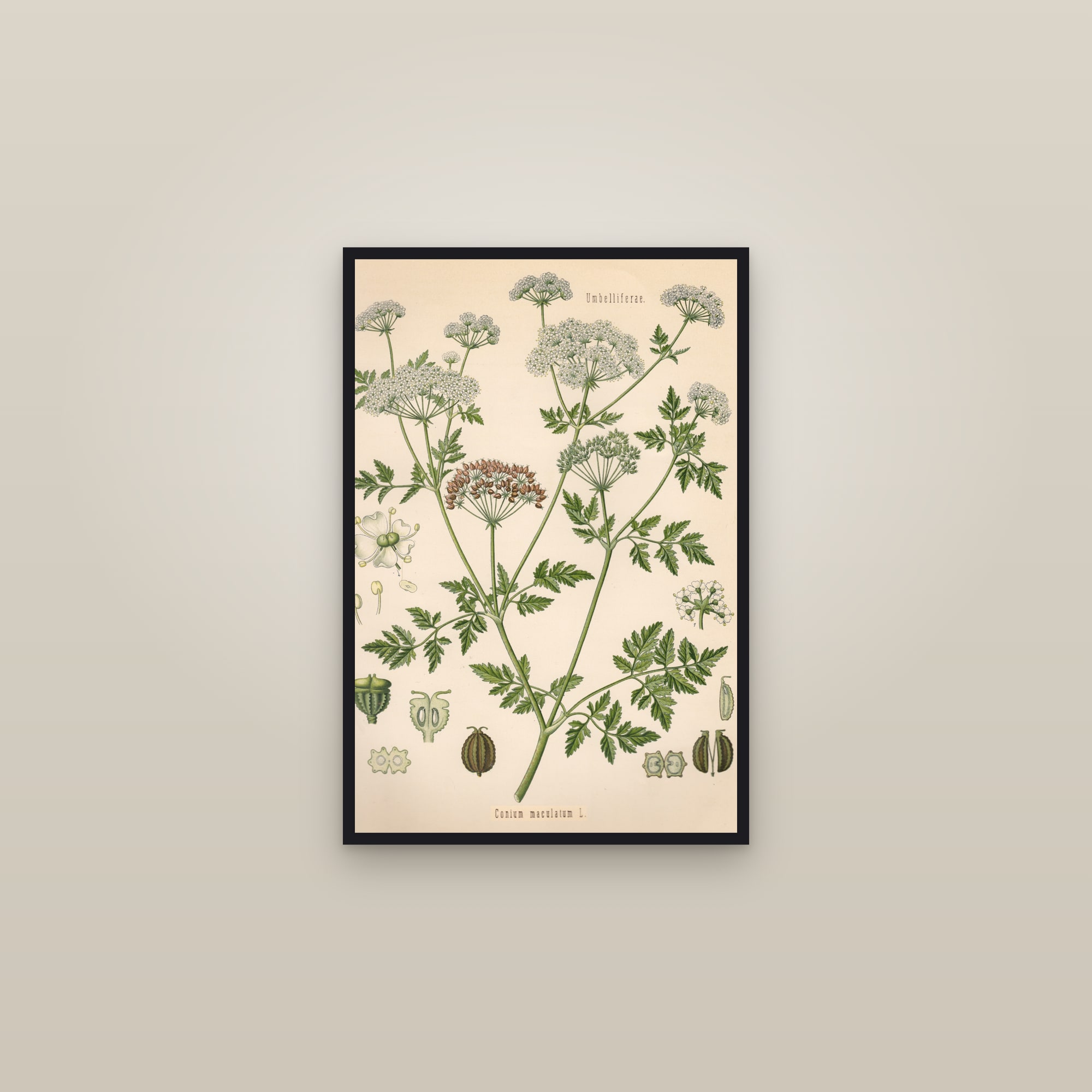 Poison Hemlock — framed in a gallery setting