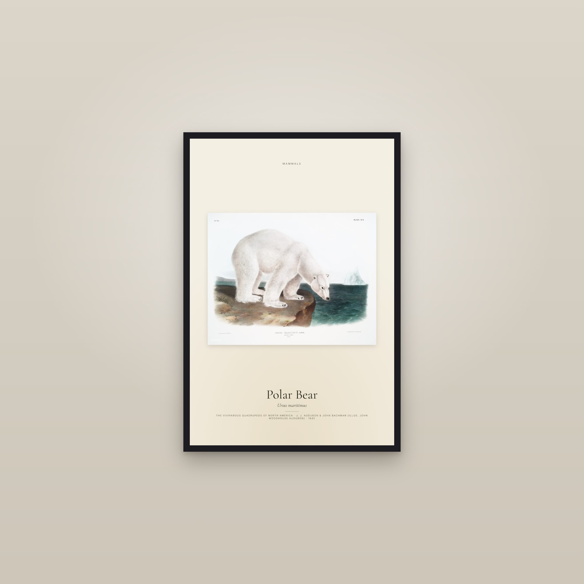 Polar Bear — framed in a gallery setting