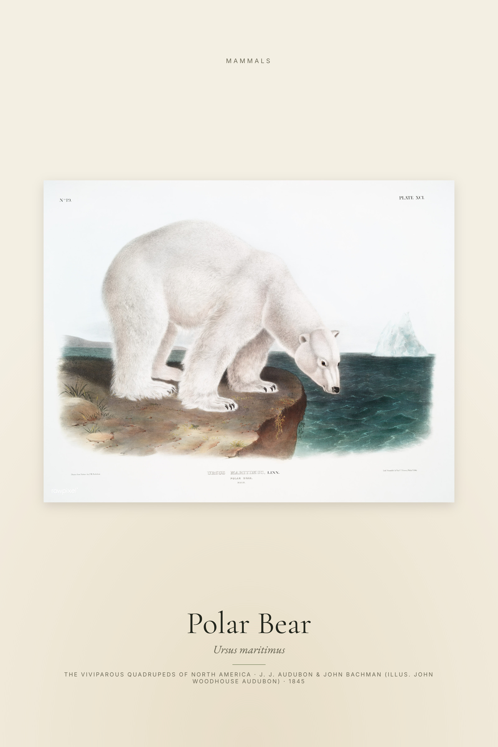 Polar Bear