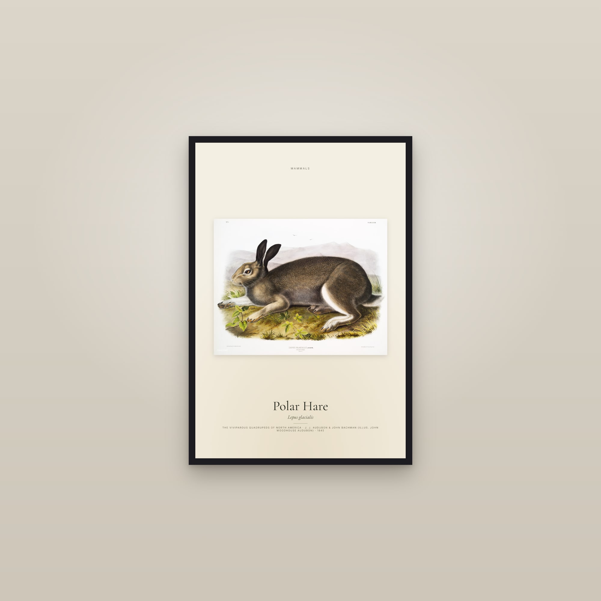 Polar Hare — framed in a gallery setting