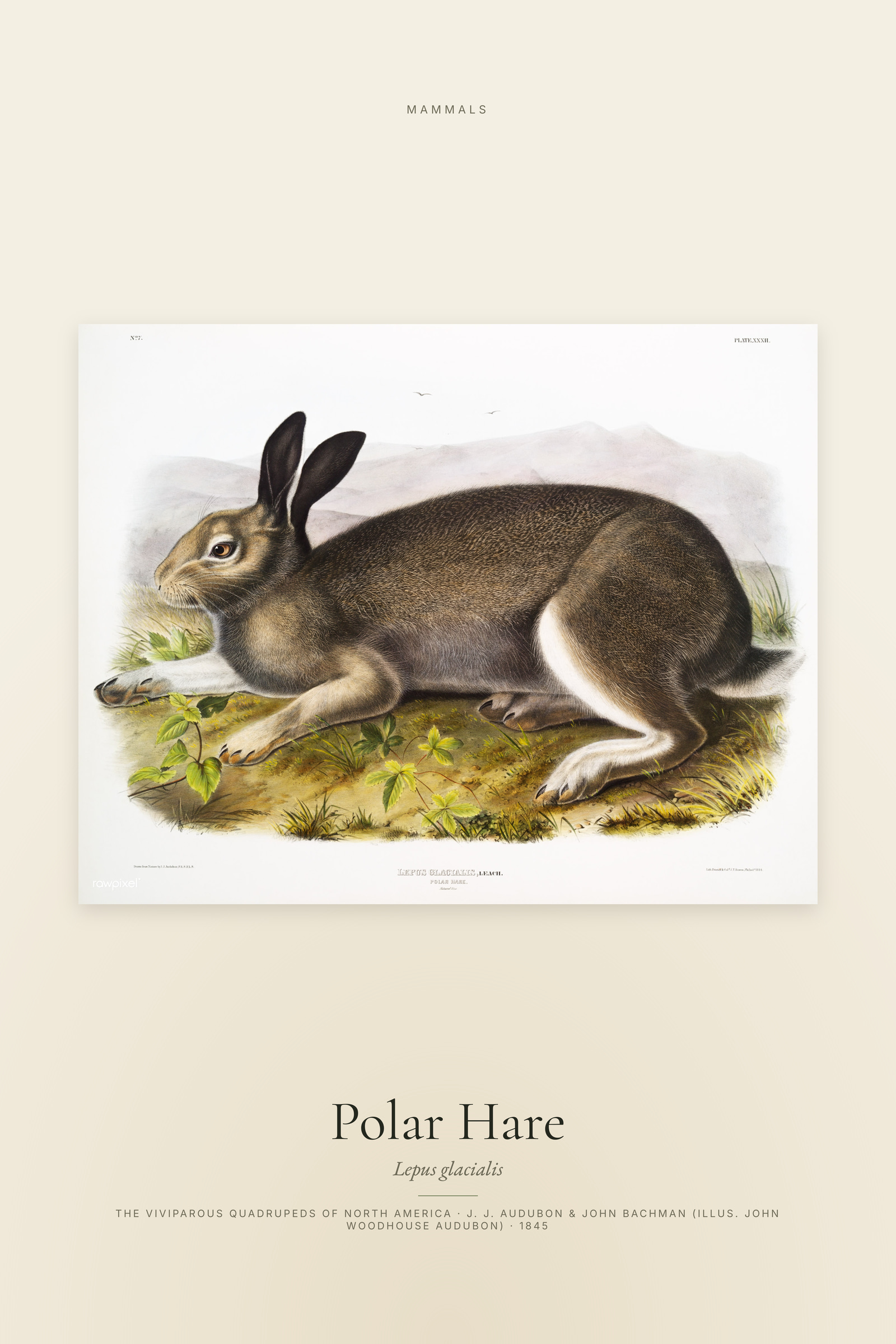Polar Hare