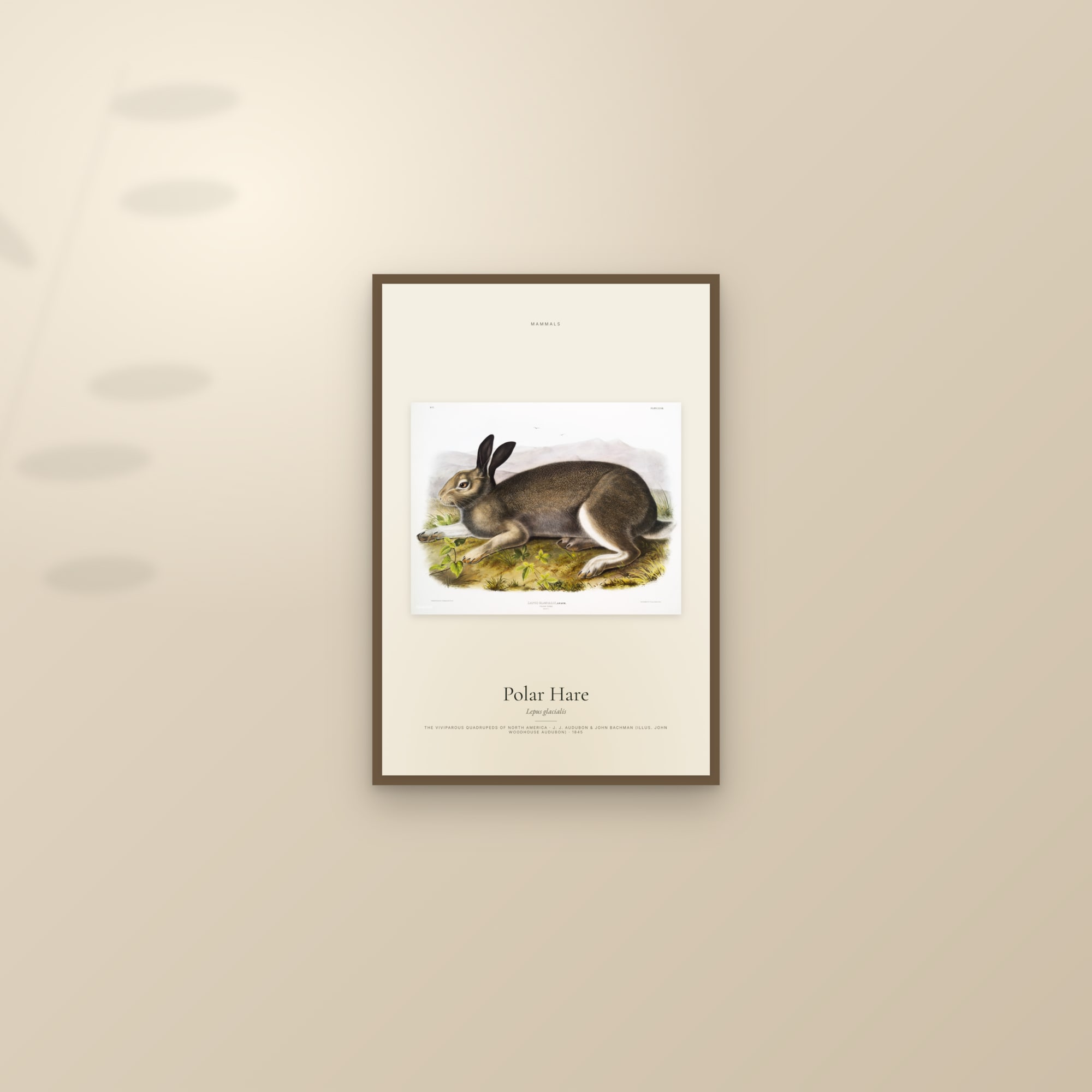 Polar Hare — framed and styled on a sunlit wall