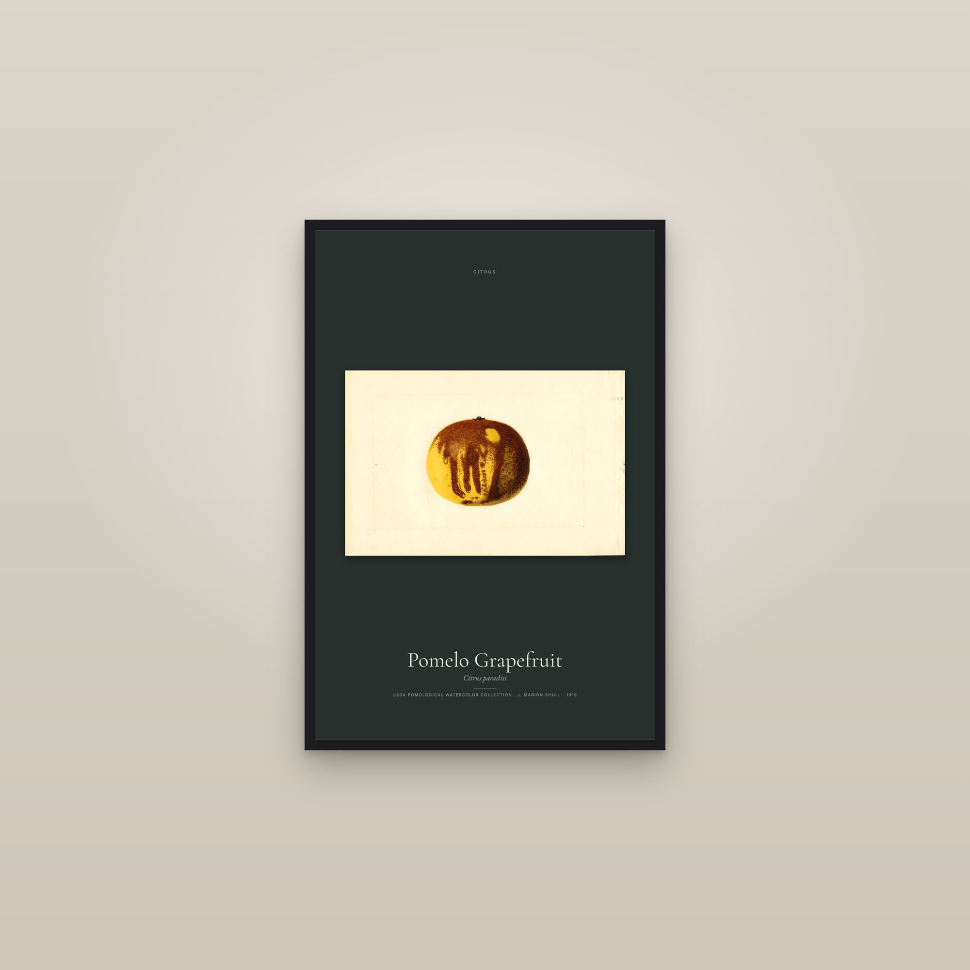 Pomelo Grapefruit — framed in a gallery setting