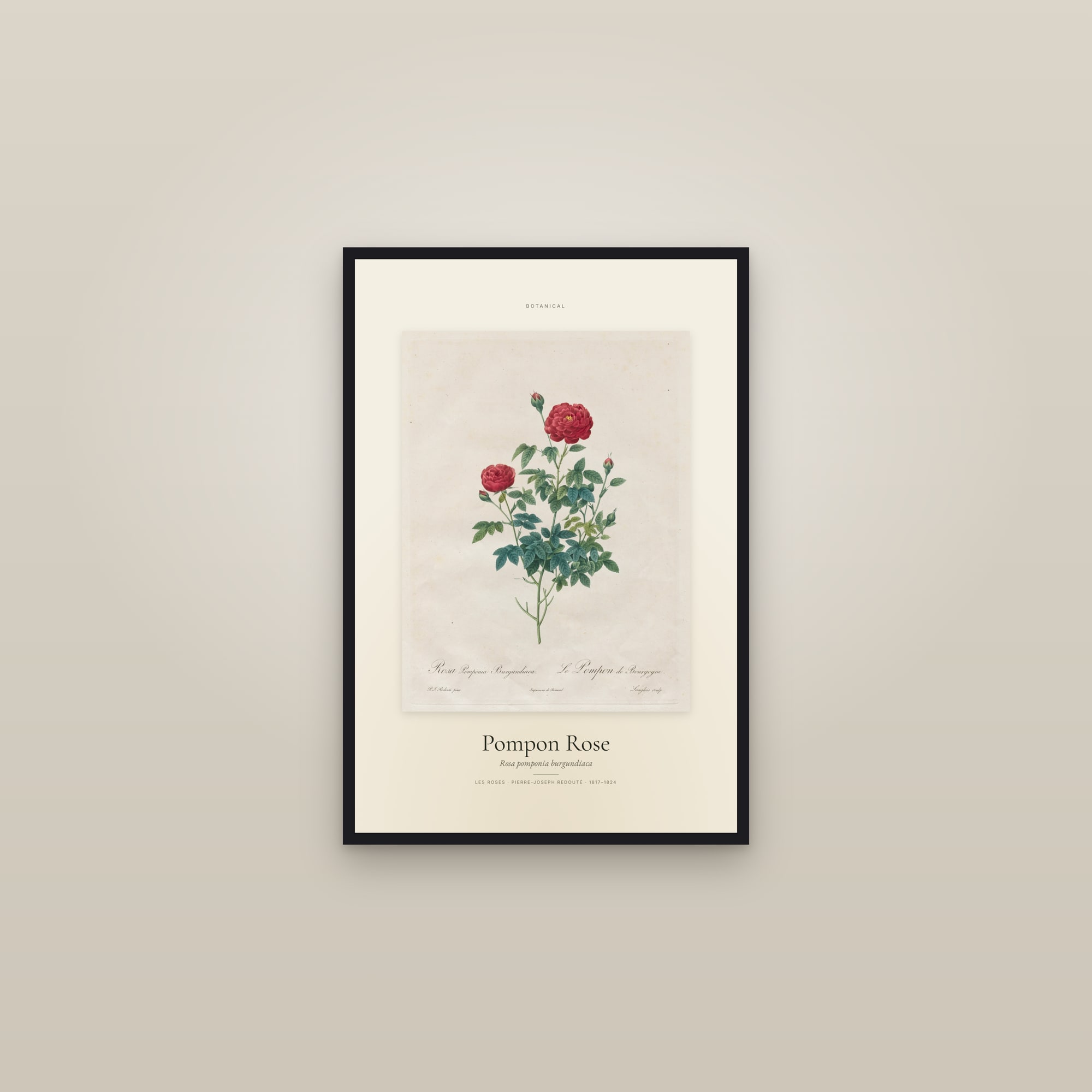 Pompon Rose — Specimen
