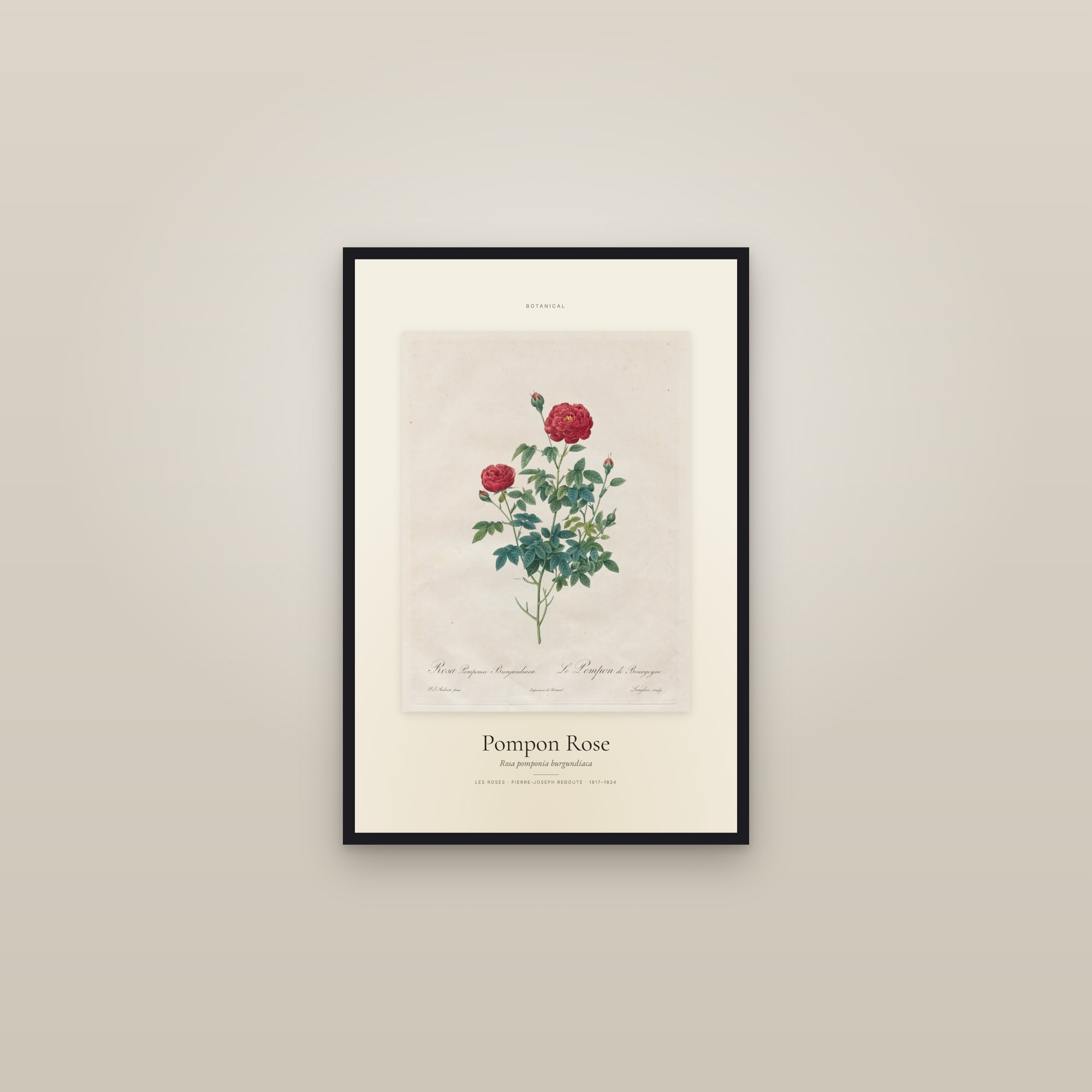 Pompon Rose — Specimen — framed in a gallery setting