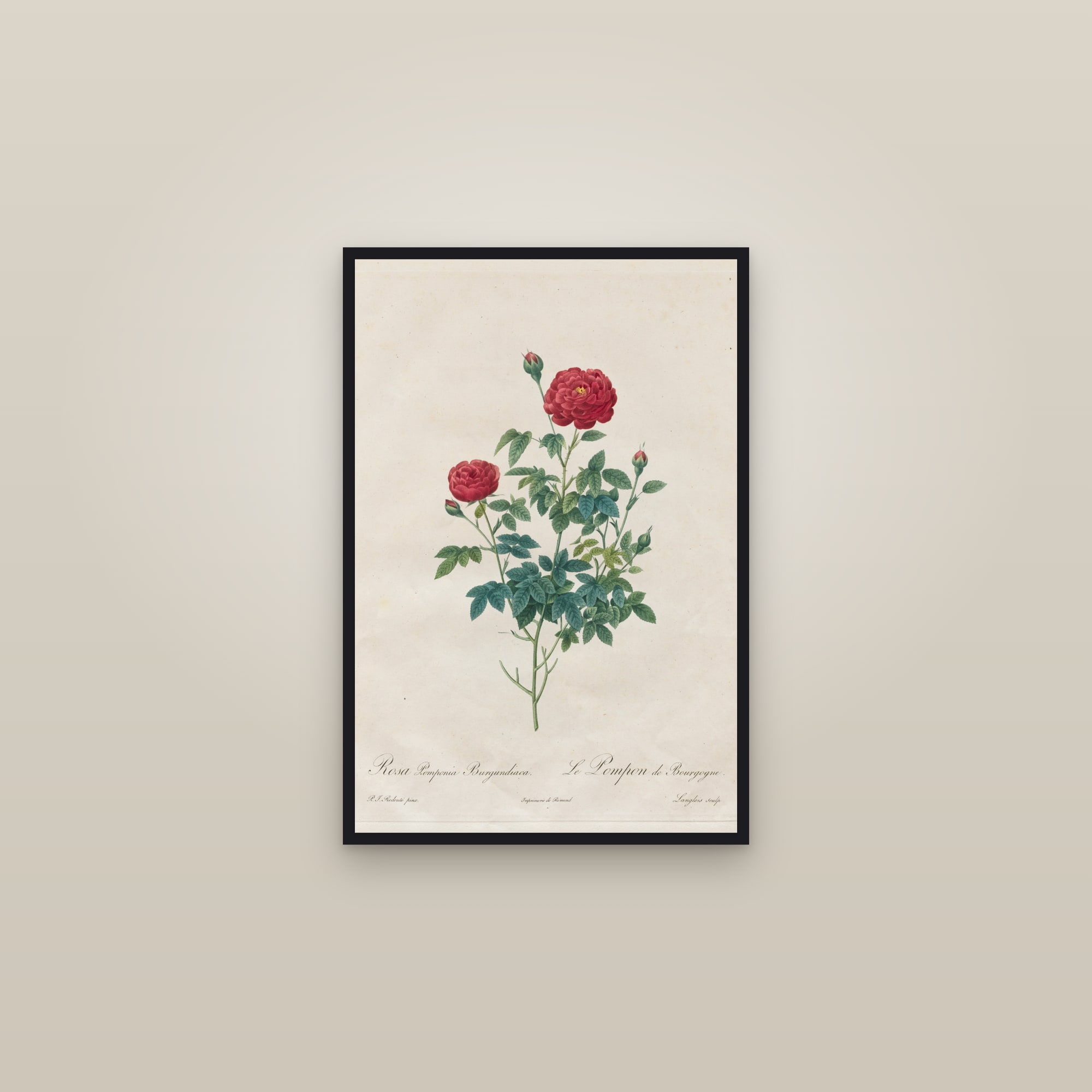 Pompon Rose — framed in a gallery setting