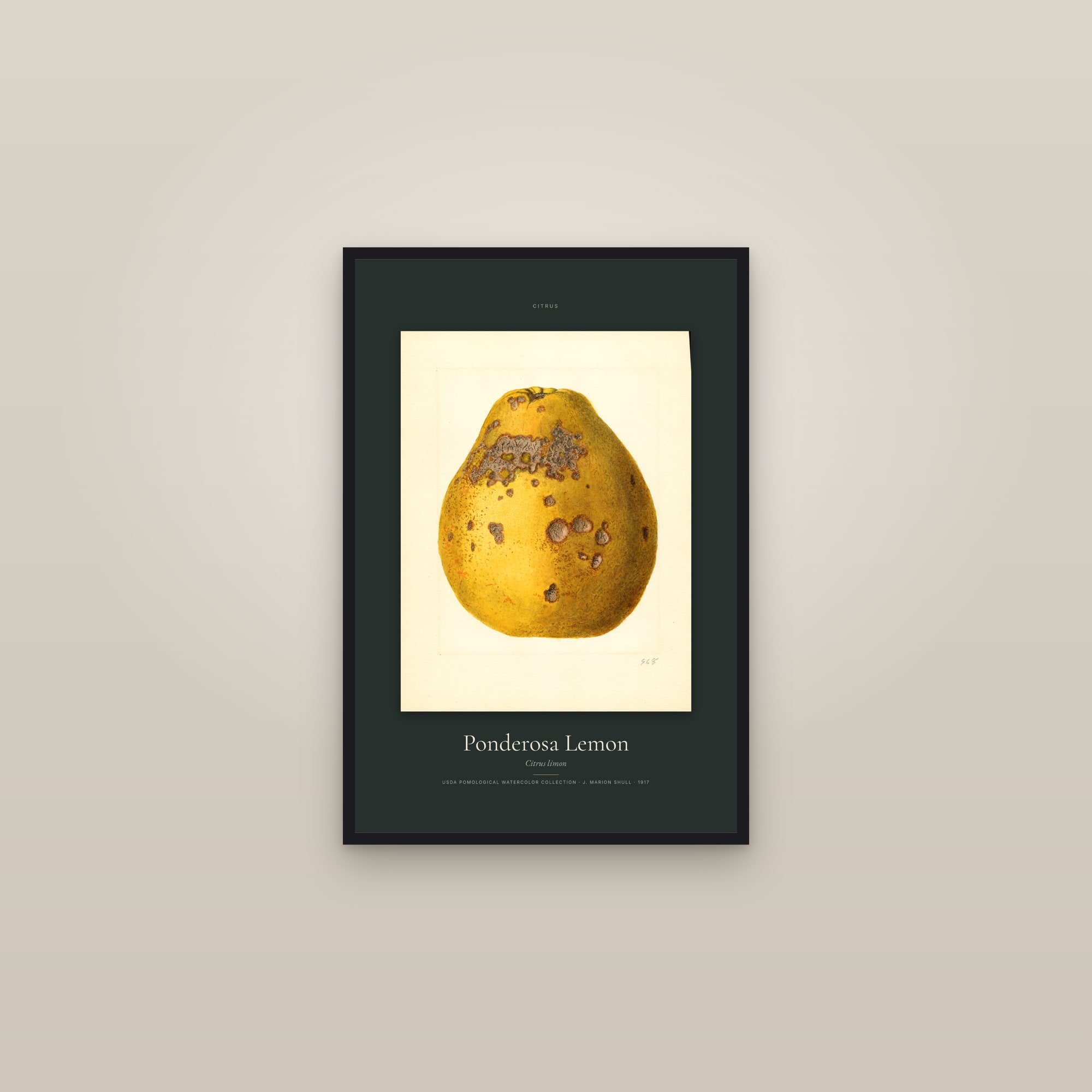 Ponderosa Lemon — Specimen — framed in a gallery setting