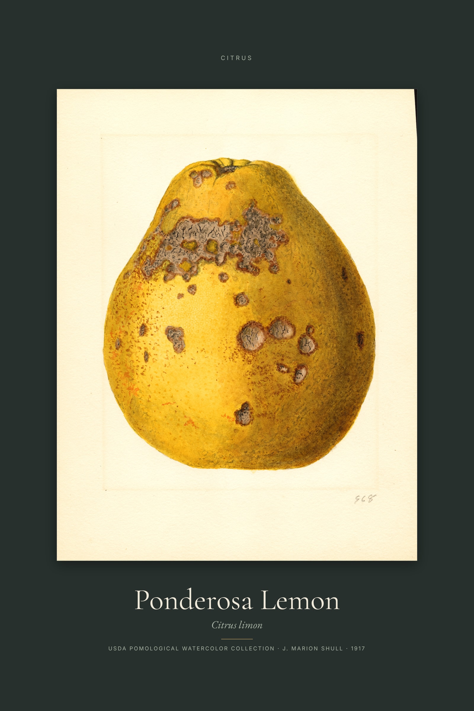 Ponderosa Lemon — Specimen