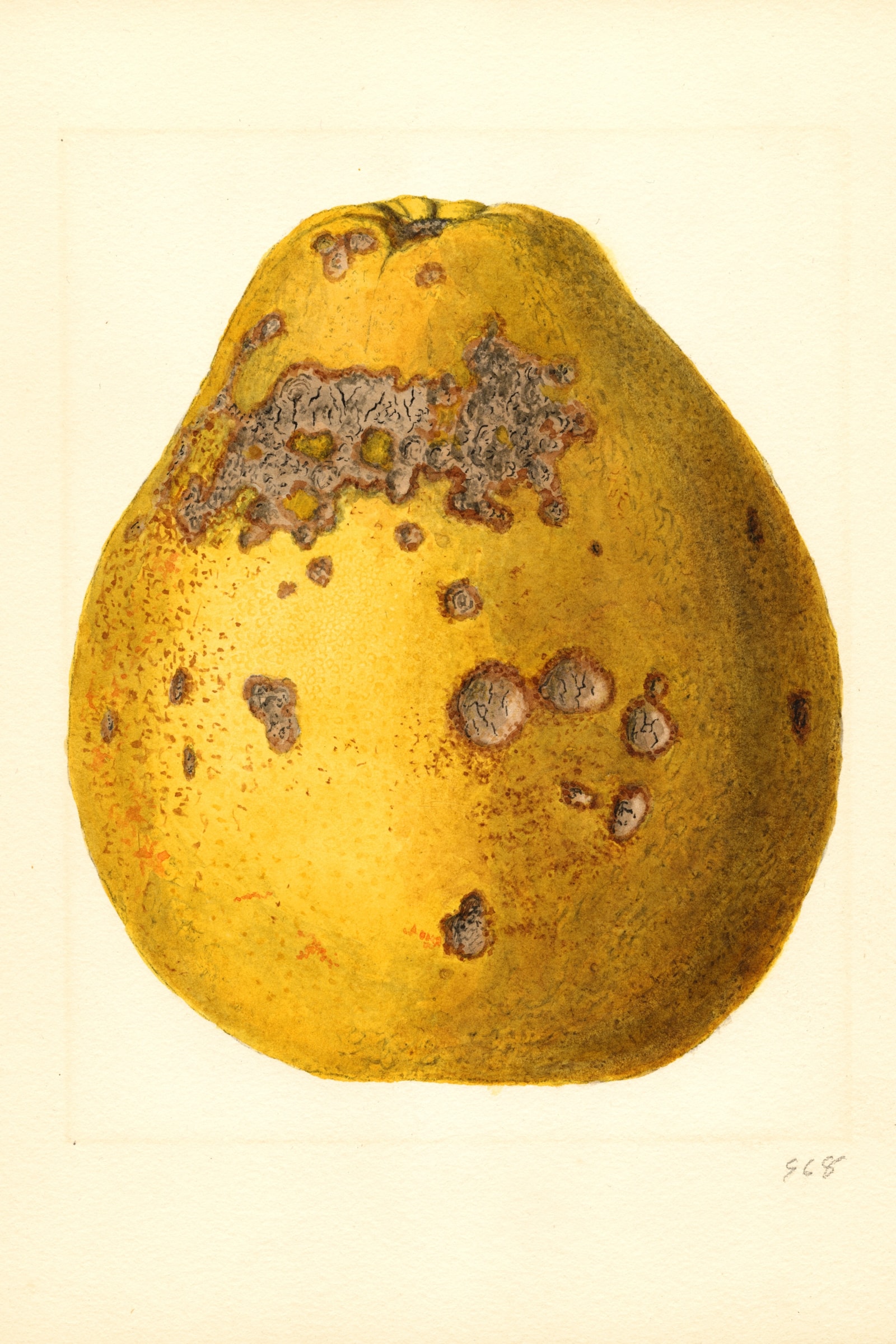 Ponderosa Lemon