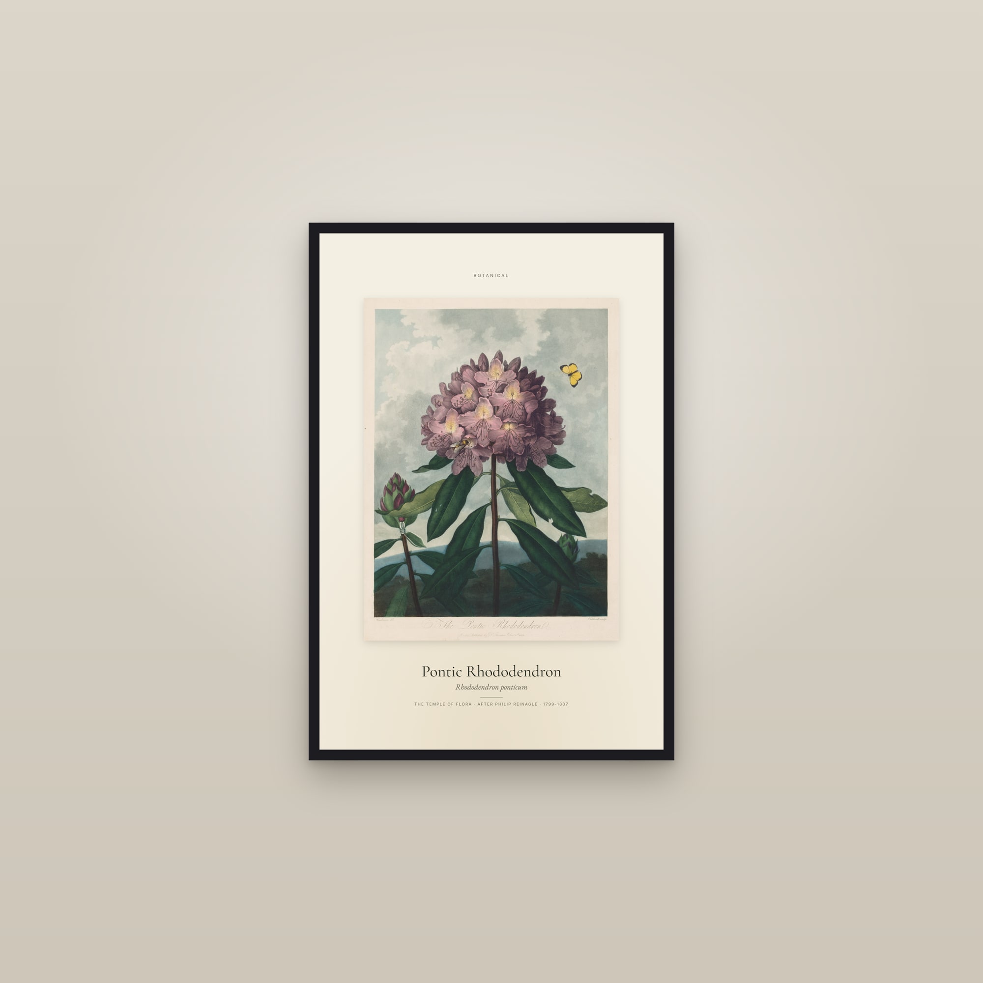 Pontic Rhododendron — Specimen — framed in a gallery setting