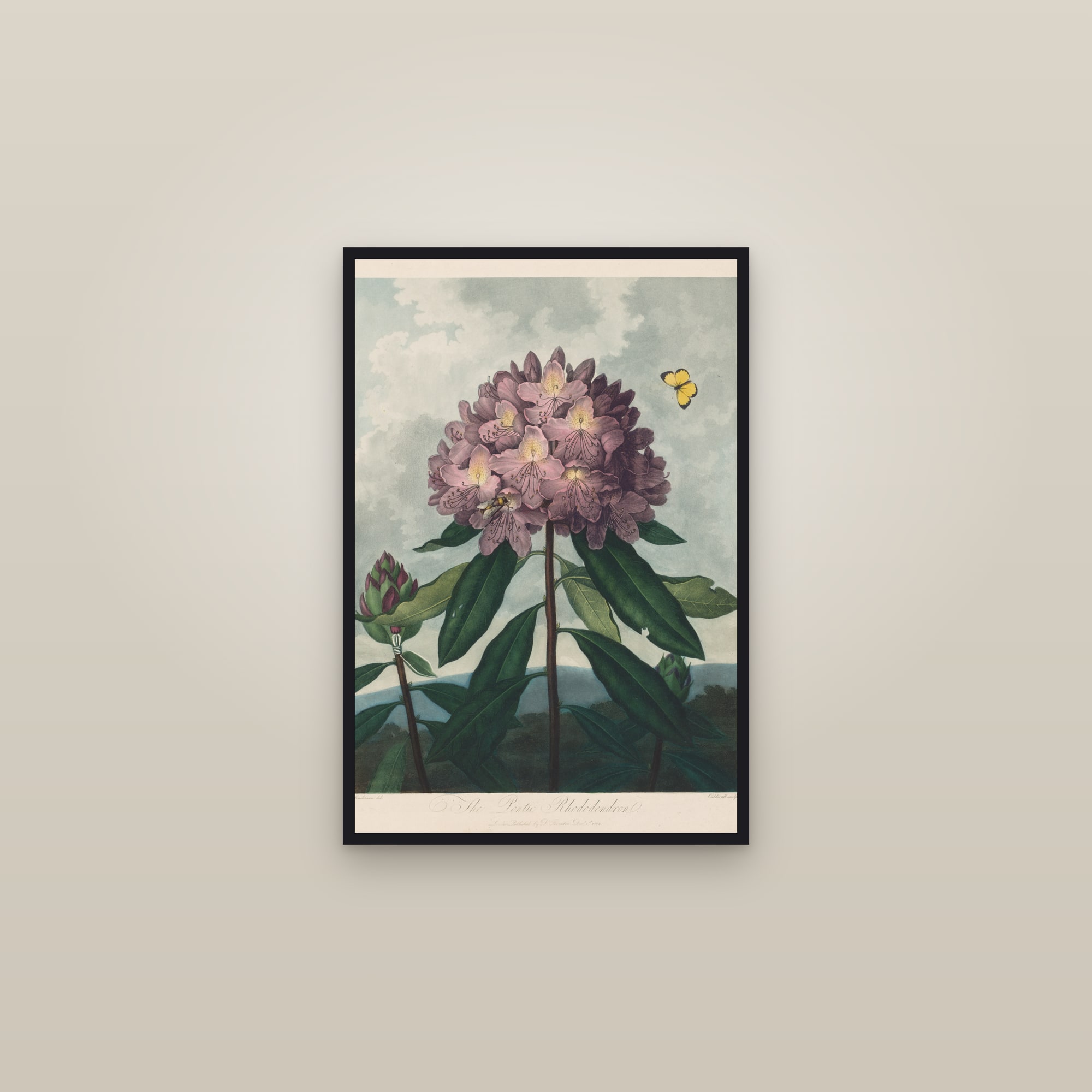 Pontic Rhododendron — framed in a gallery setting