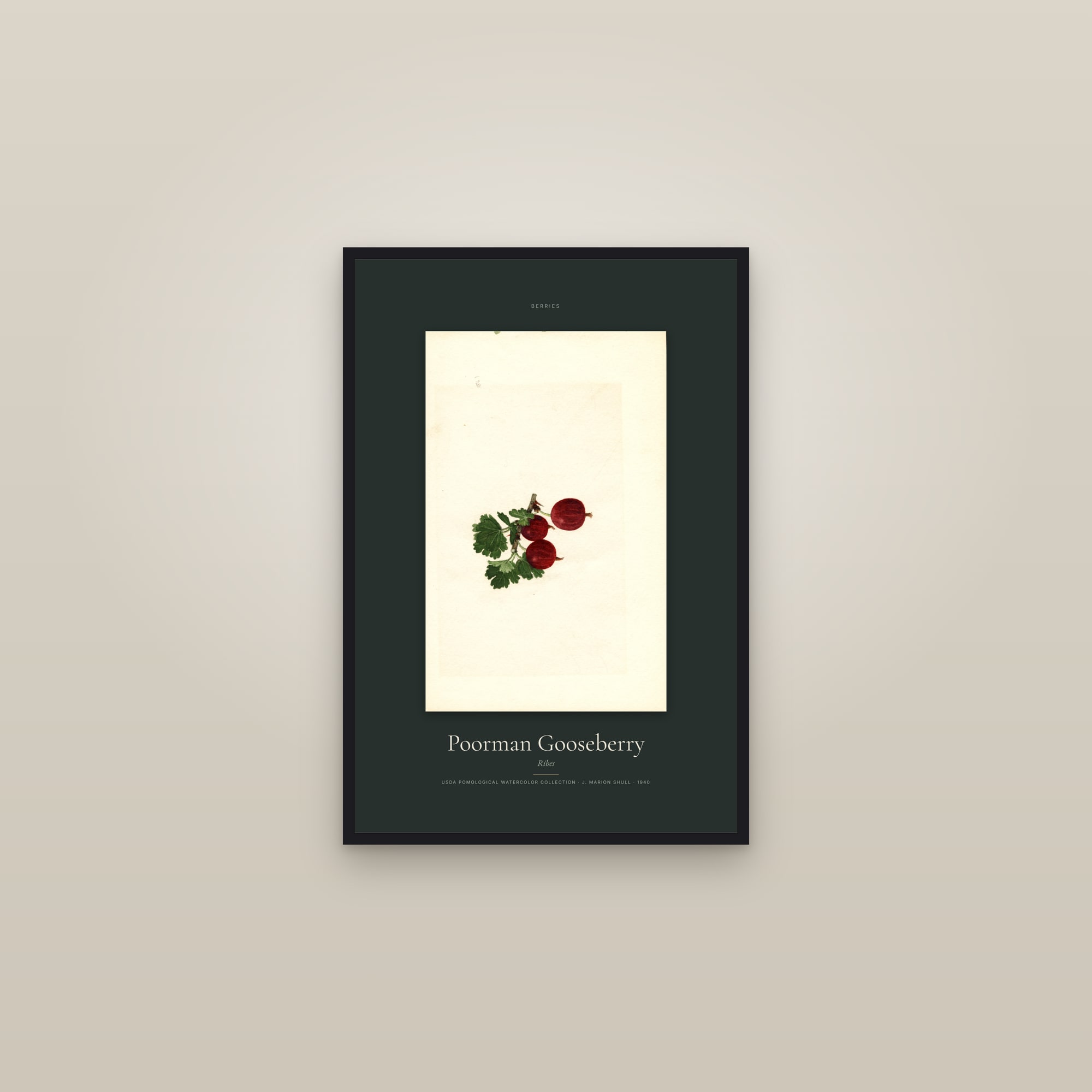 Poorman Gooseberry — Specimen — framed in a gallery setting