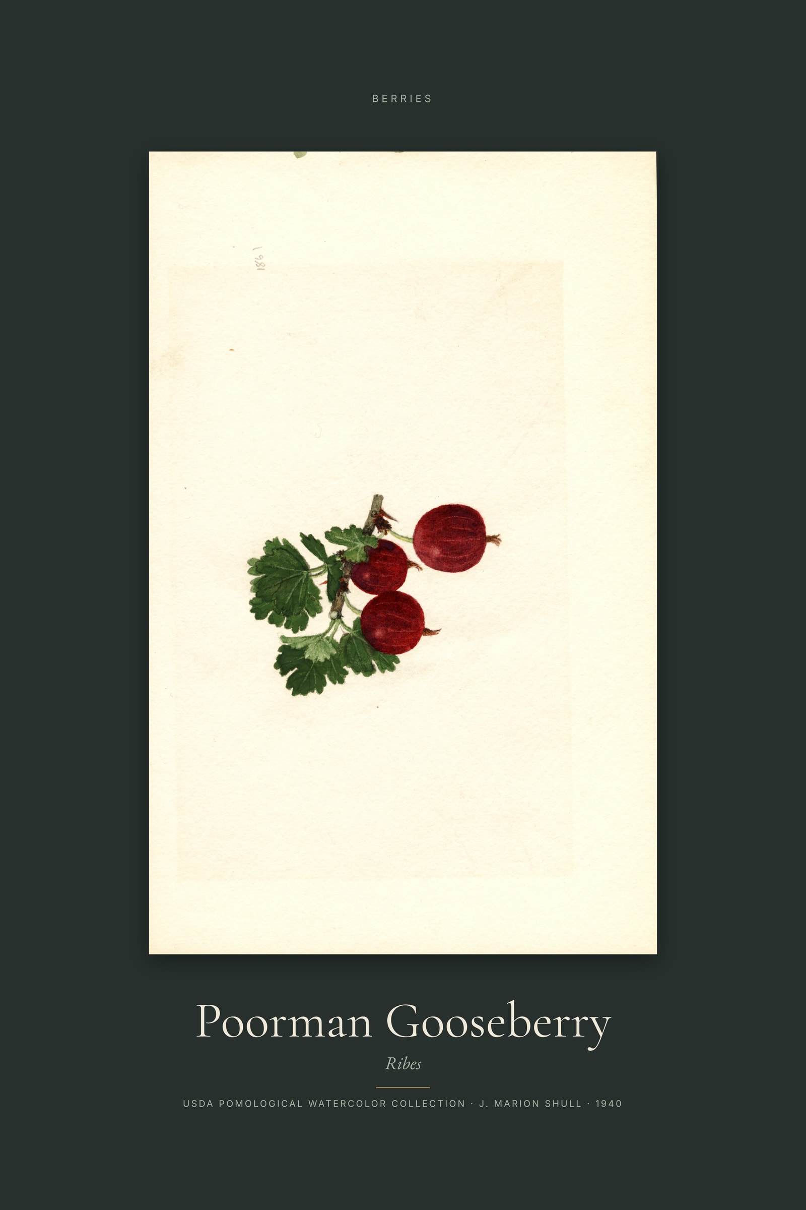 Poorman Gooseberry — Specimen