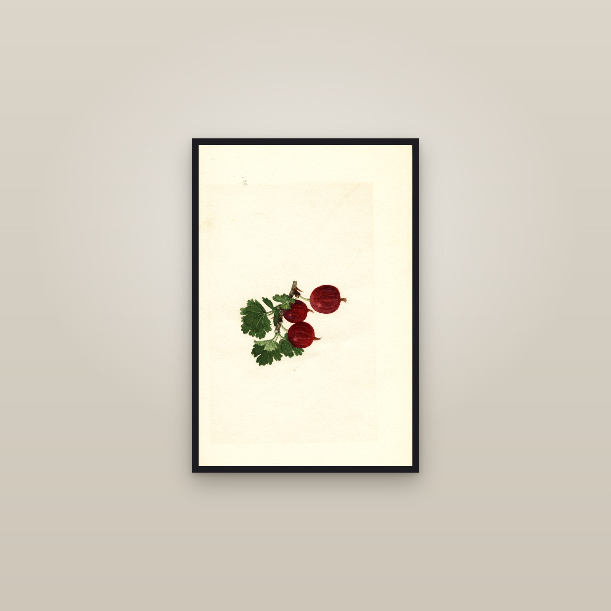Poorman Gooseberry — framed in a gallery setting