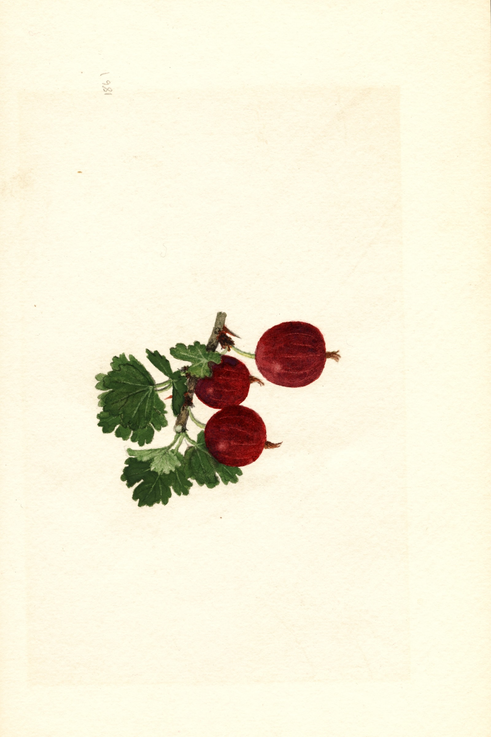 Poorman Gooseberry