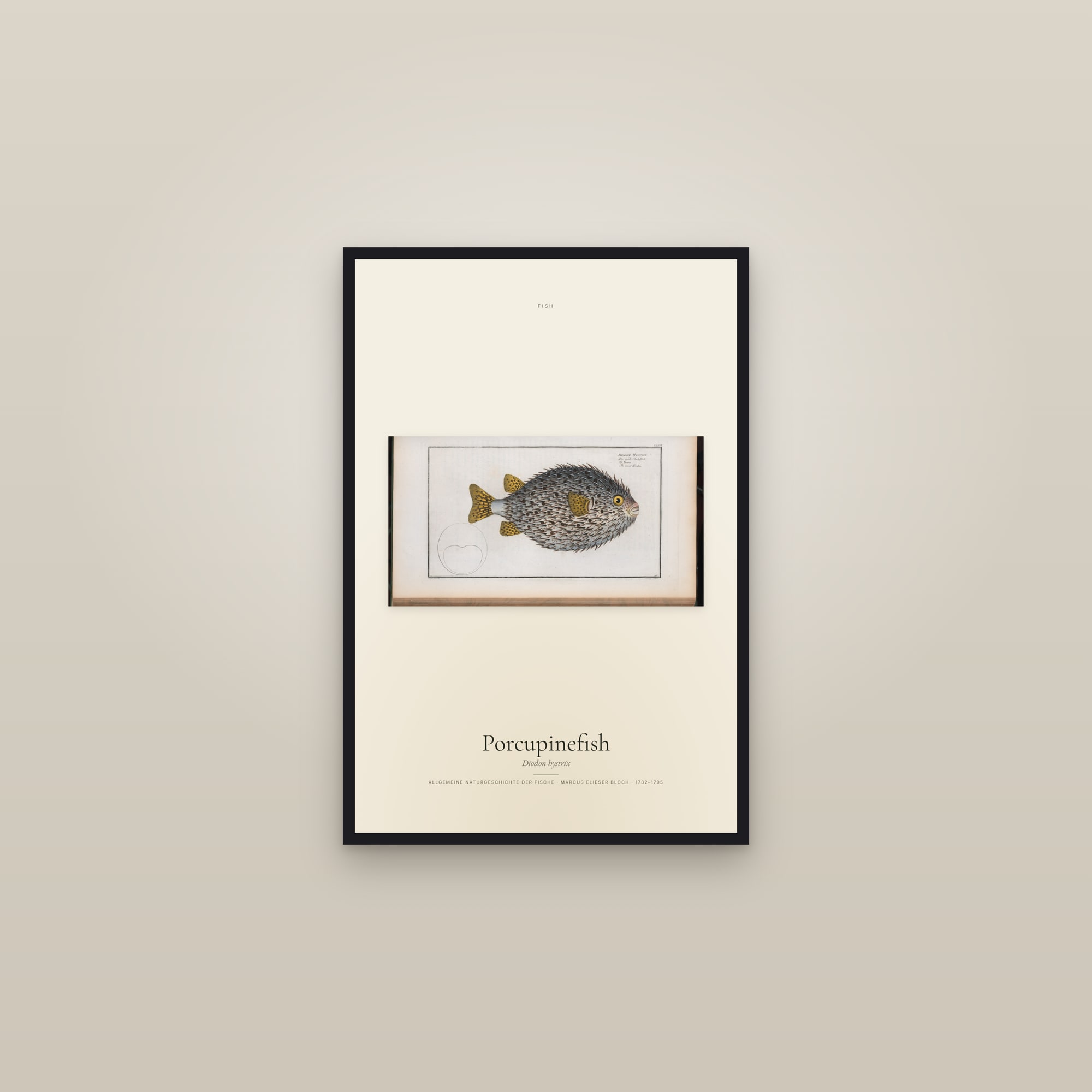 Porcupinefish
