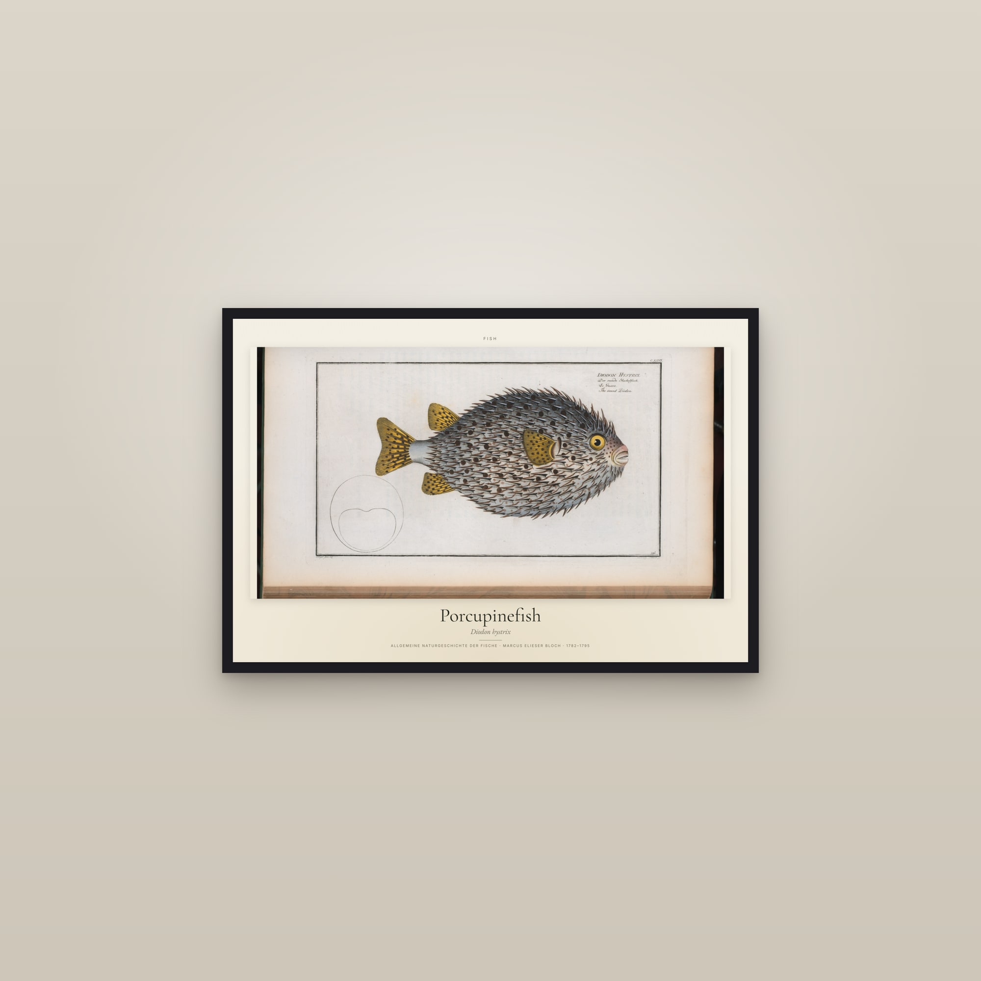 Porcupinefish — framed in a gallery setting