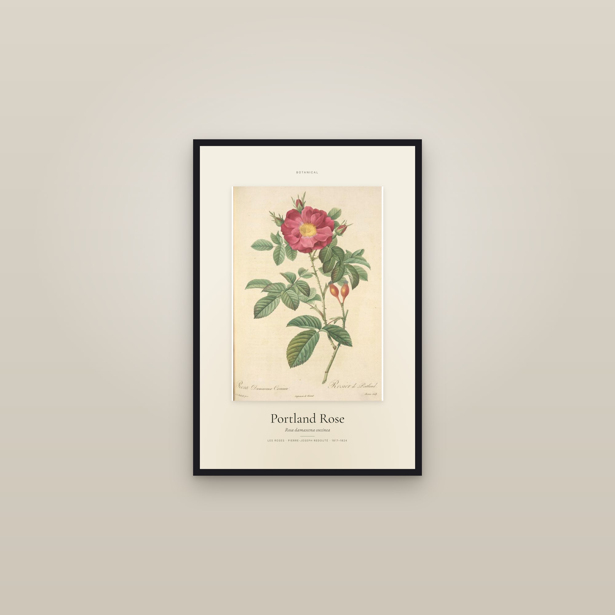 Portland Rose — Specimen — framed in a gallery setting
