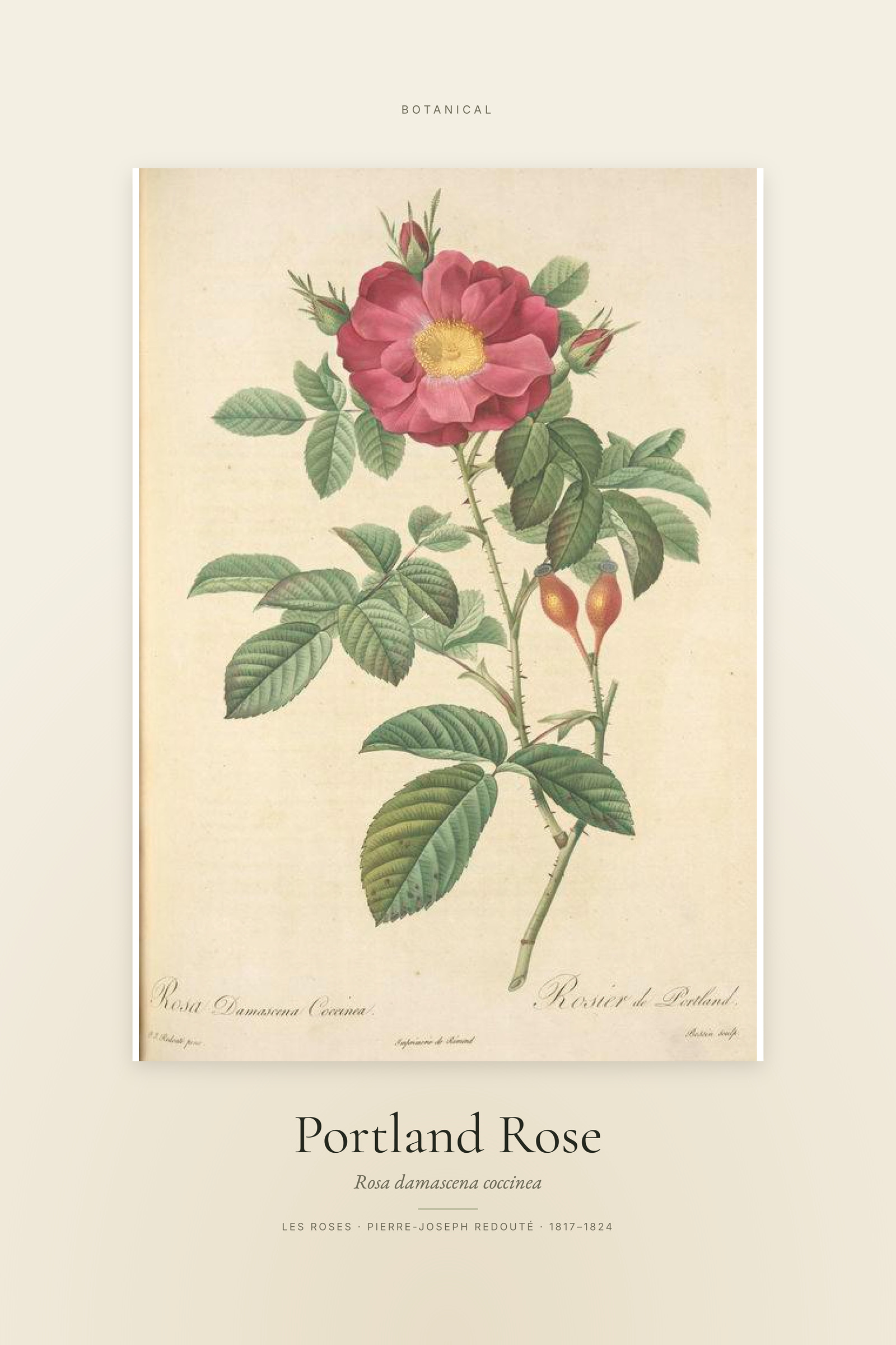 Portland Rose — Specimen
