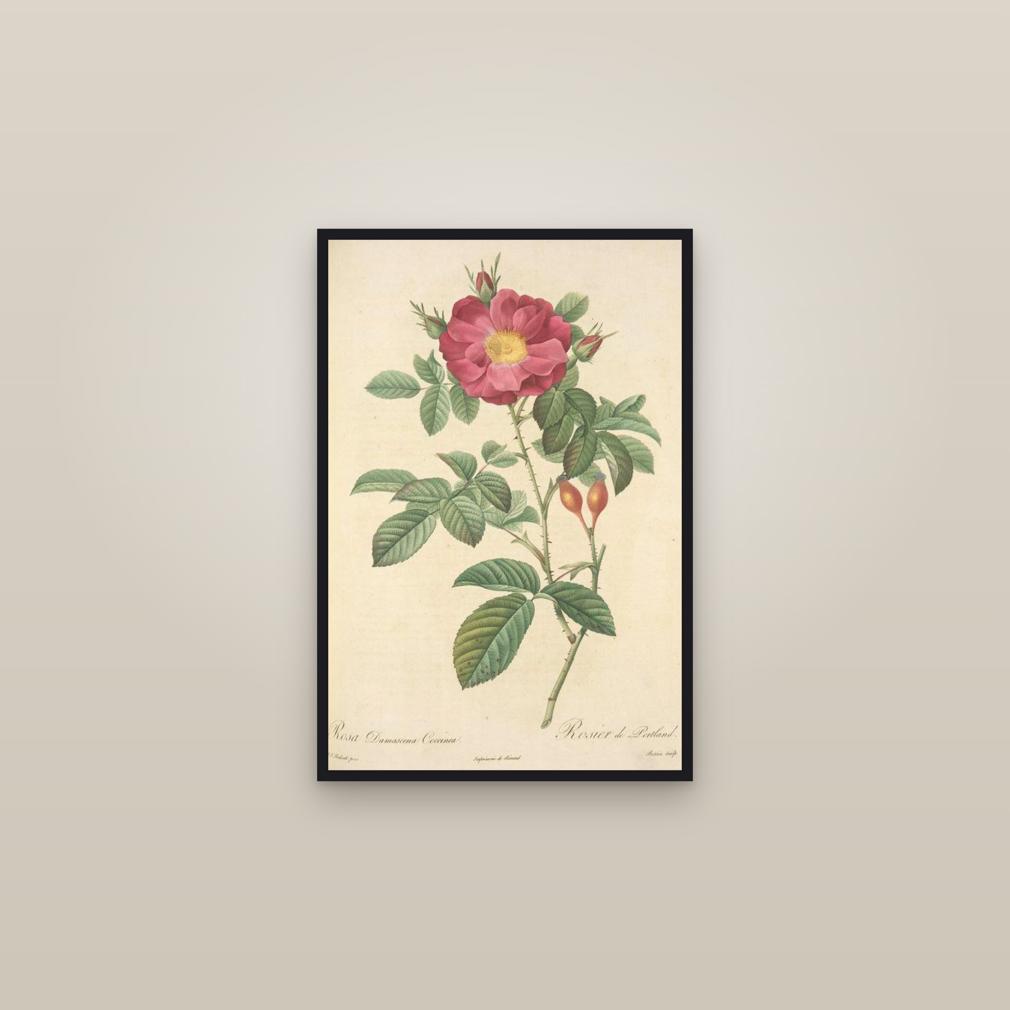 Portland Rose — framed in a gallery setting