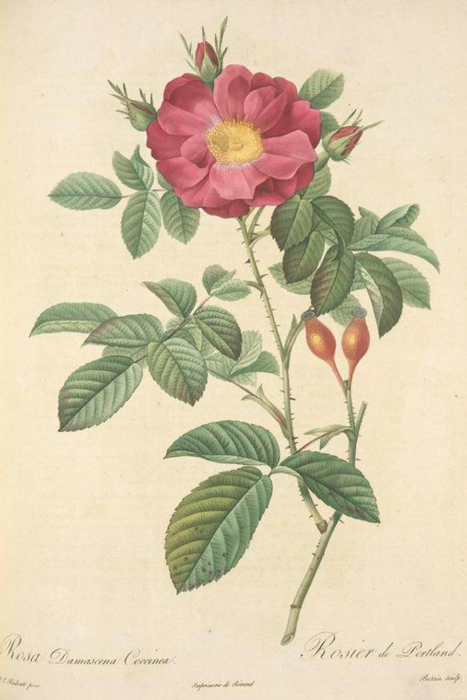 Portland Rose