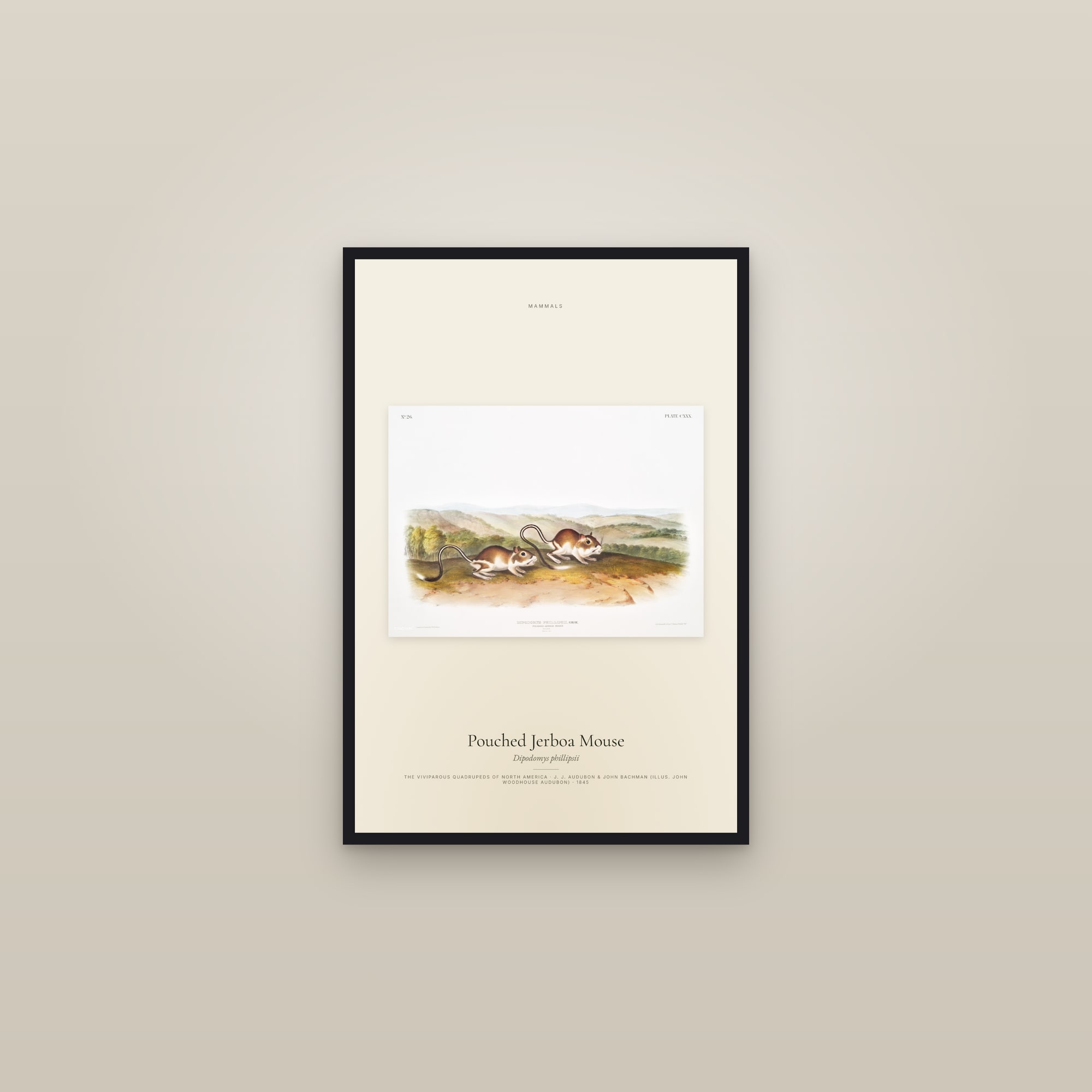 Pouched Jerboa Mouse — framed in a gallery setting