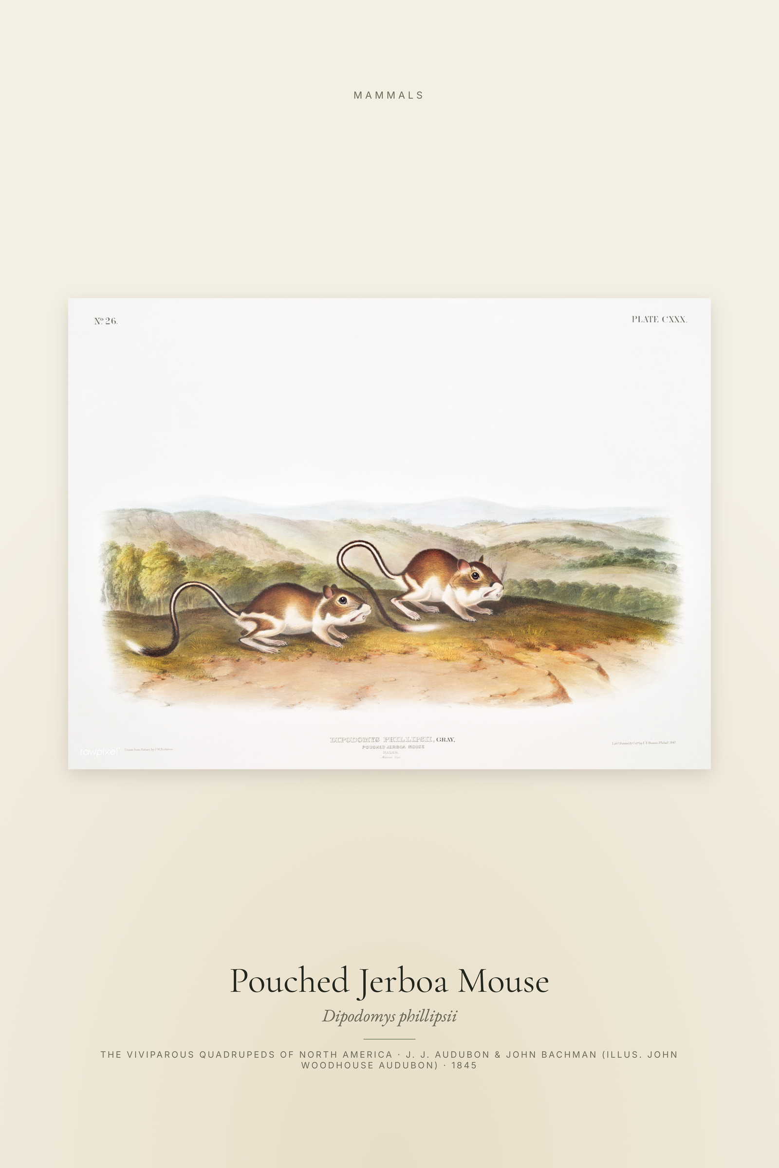 Pouched Jerboa Mouse