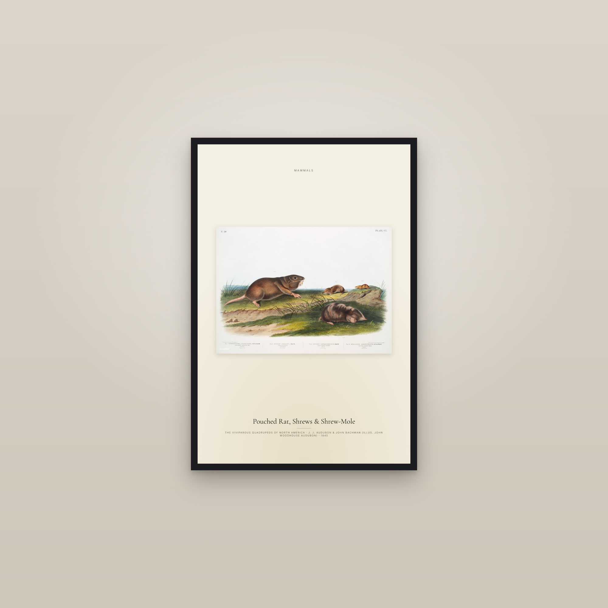 Pouched Rat, Shrews & Shrew-Mole — framed in a gallery setting