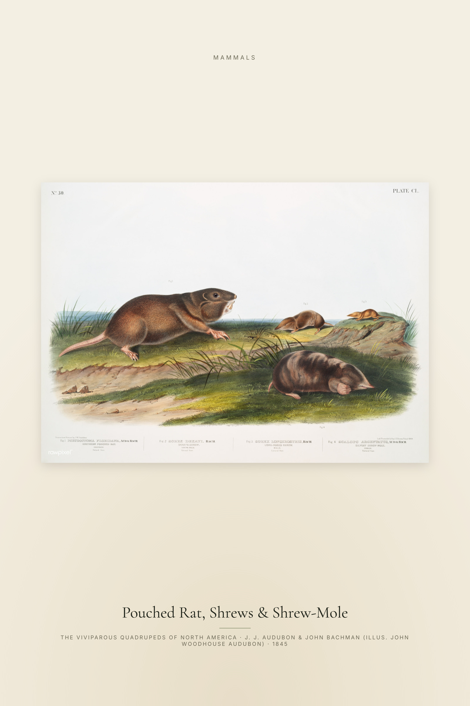 Pouched Rat, Shrews & Shrew-Mole