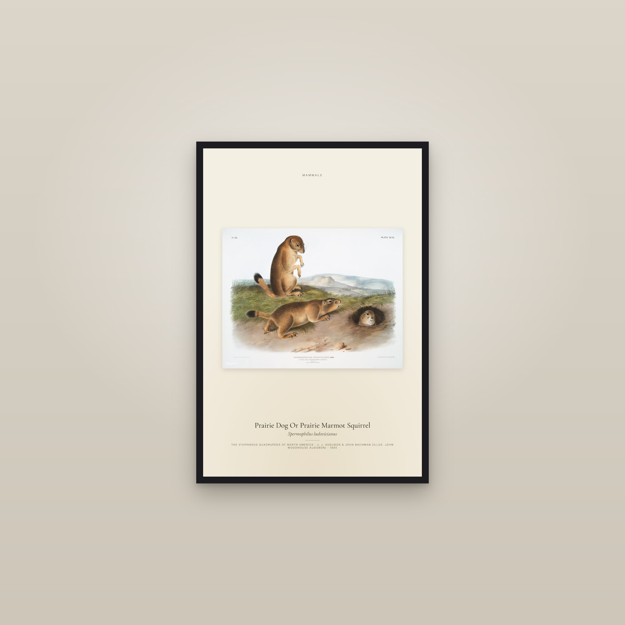 Prairie Dog Or Prairie Marmot Squirrel — framed in a gallery setting