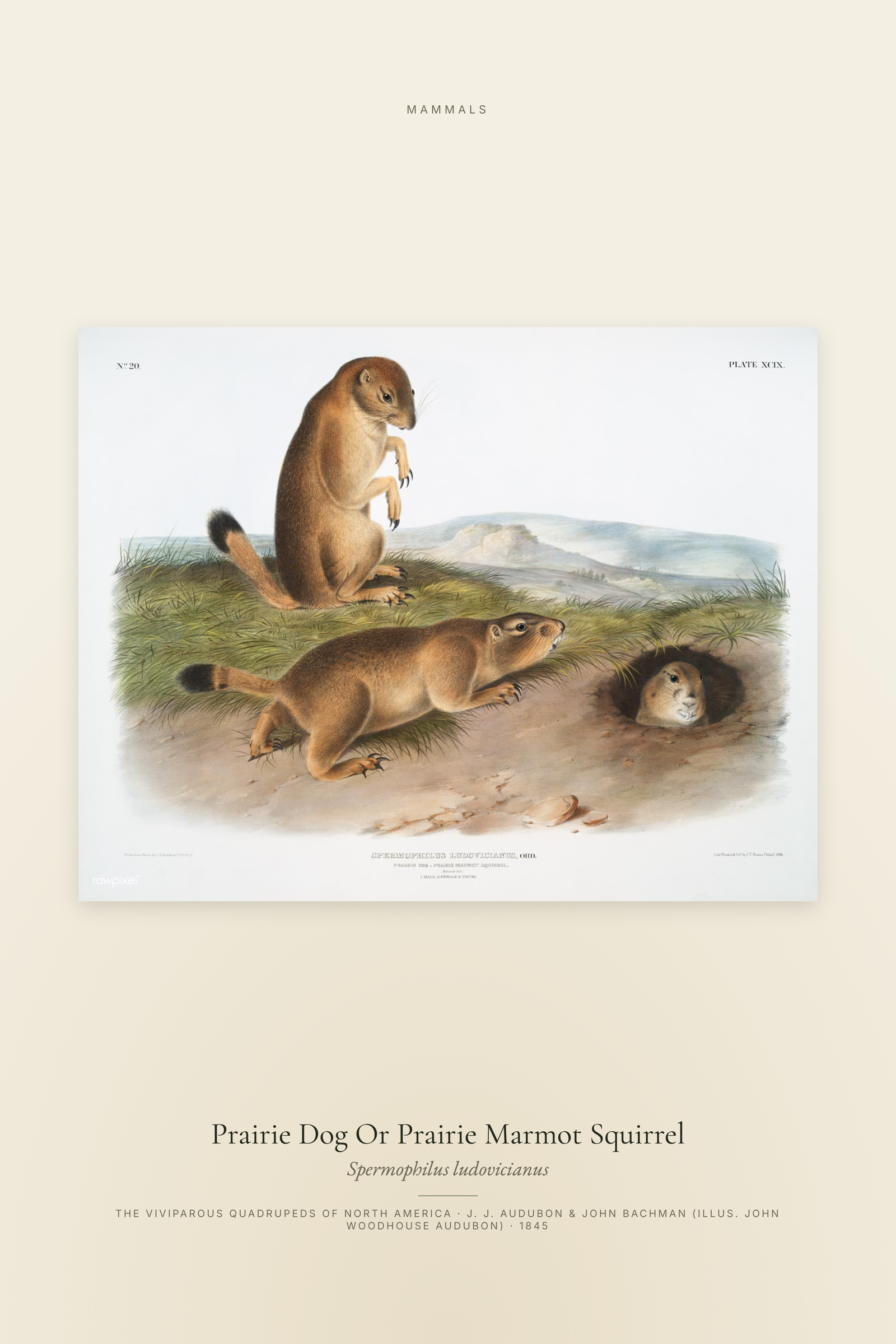 Prairie Dog Or Prairie Marmot Squirrel