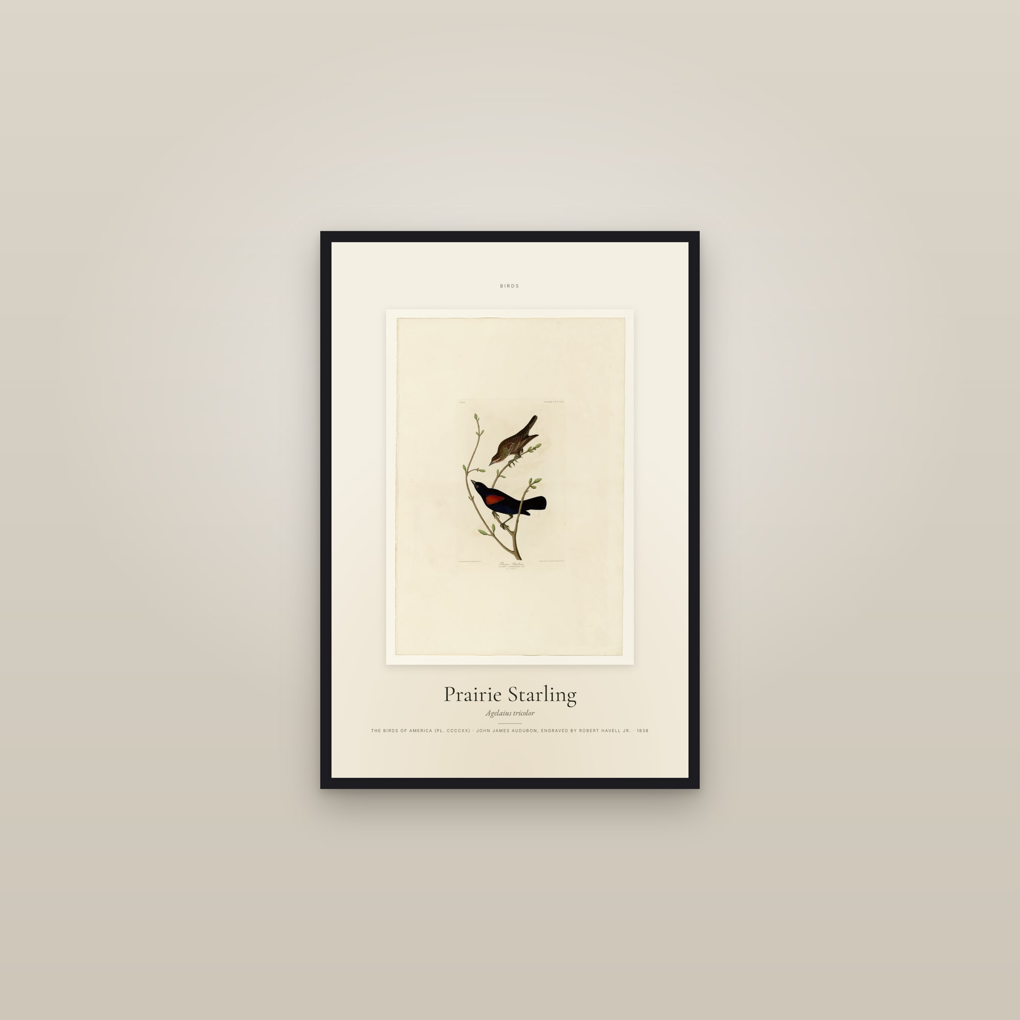 Prairie Starling — Specimen — framed in a gallery setting