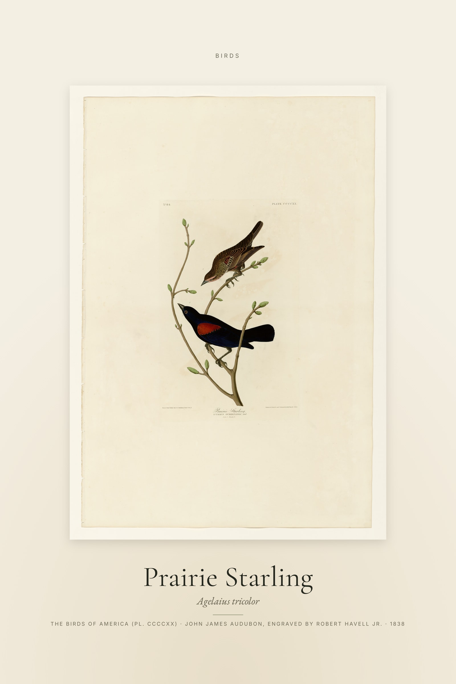Prairie Starling — Specimen