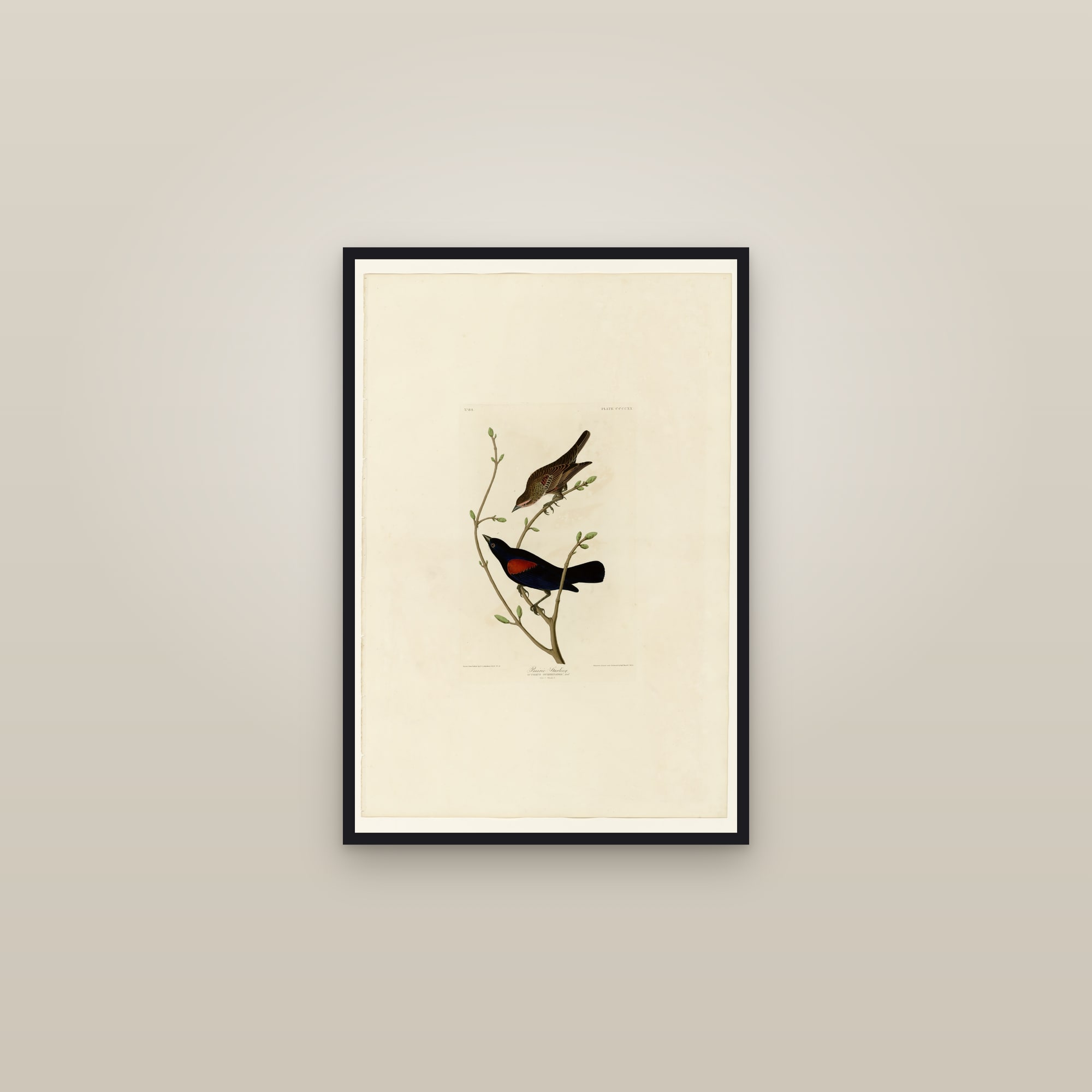 Prairie Starling — framed in a gallery setting