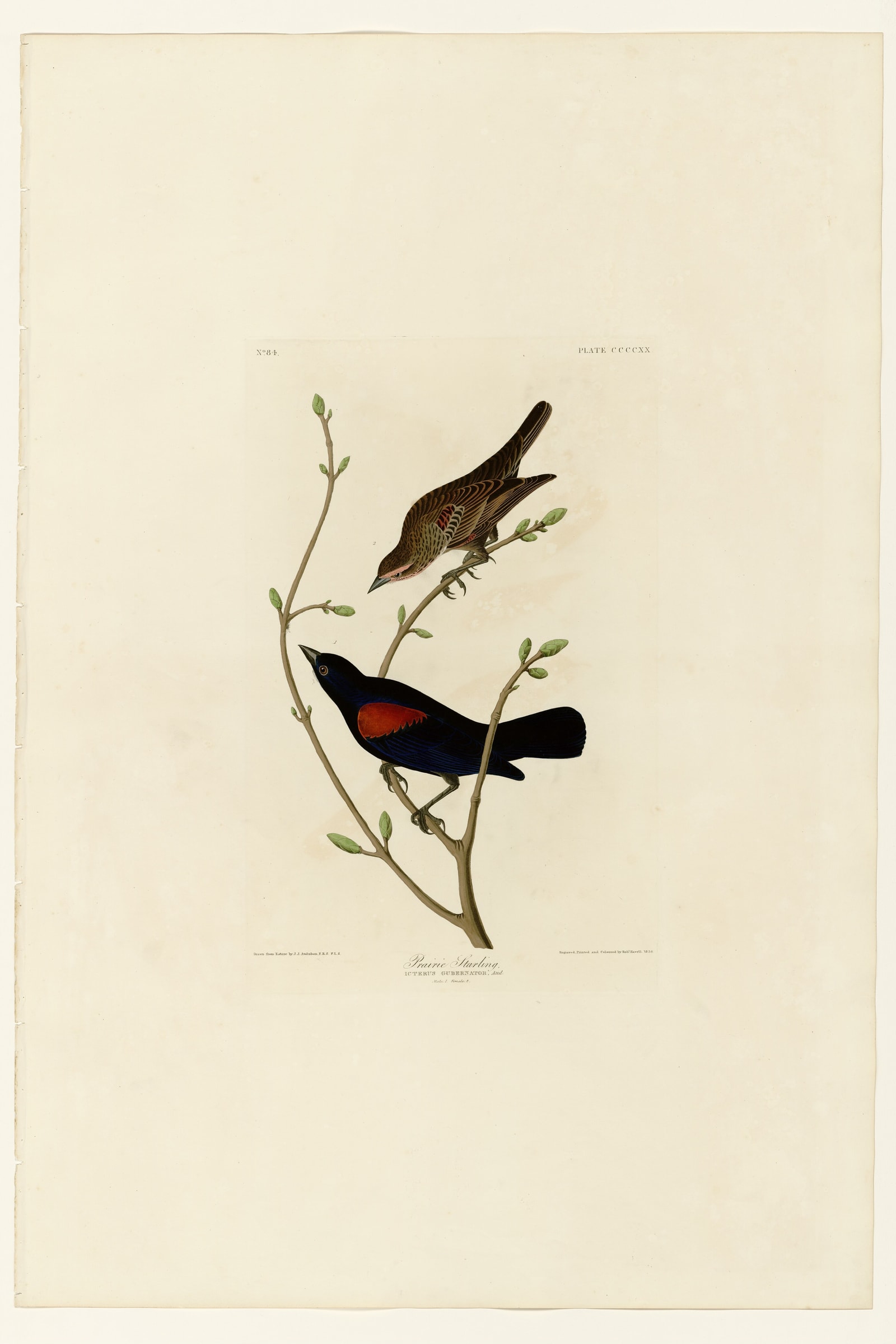 Prairie Starling