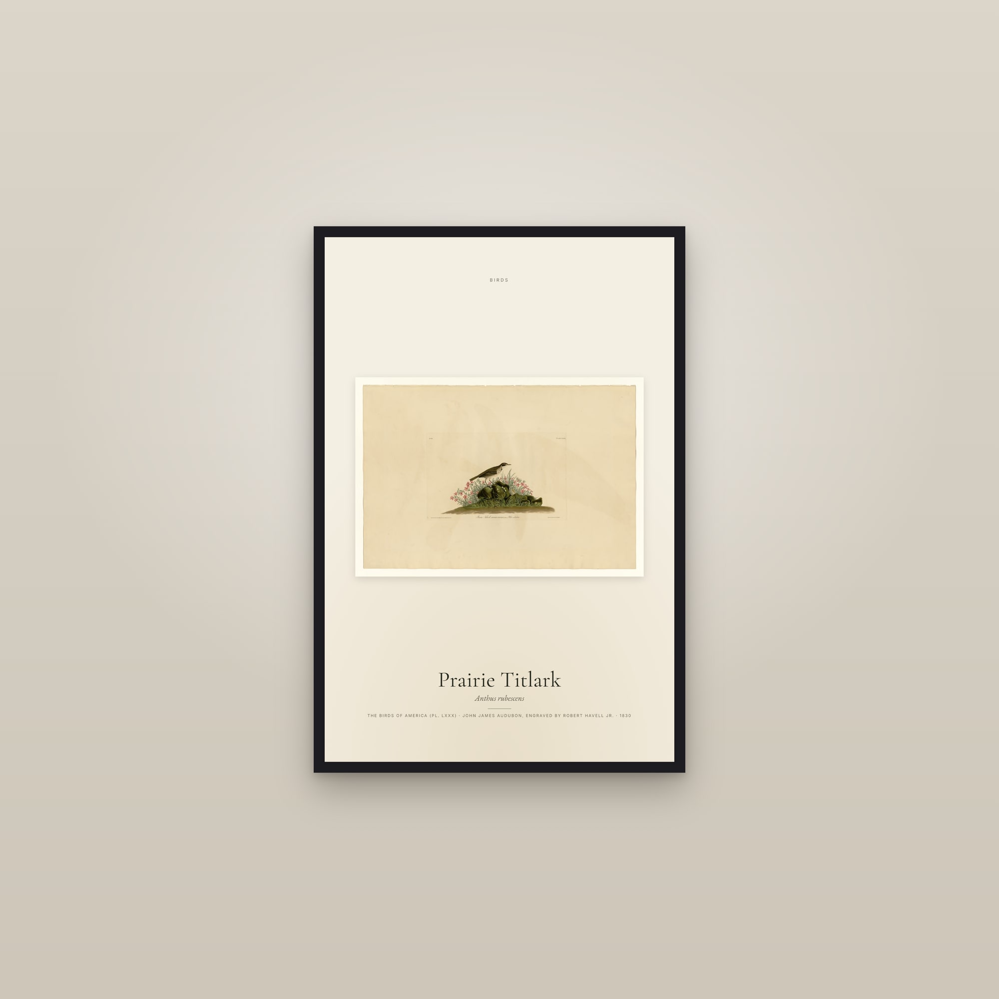 Prairie Titlark — framed in a gallery setting