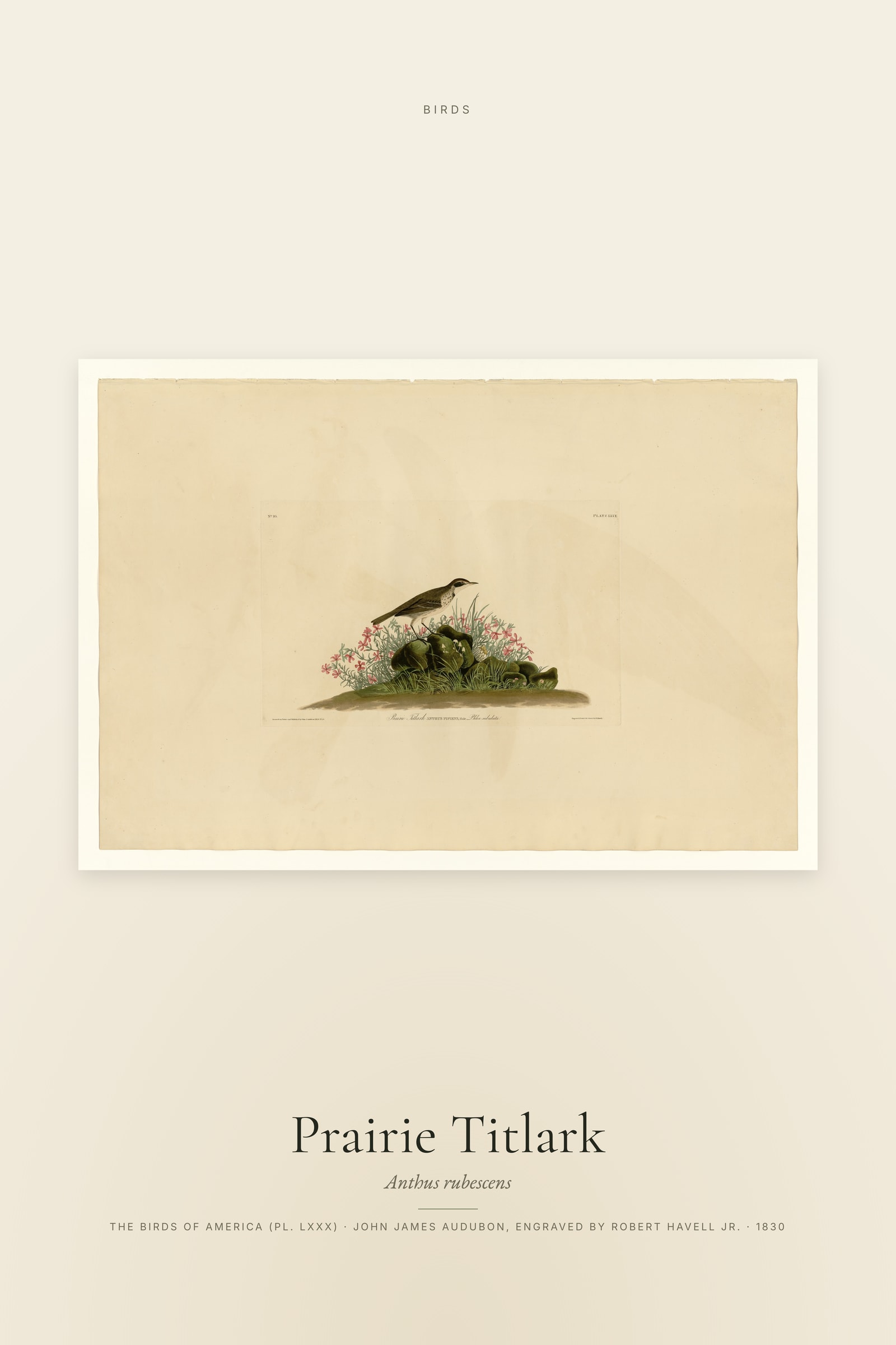 Prairie Titlark