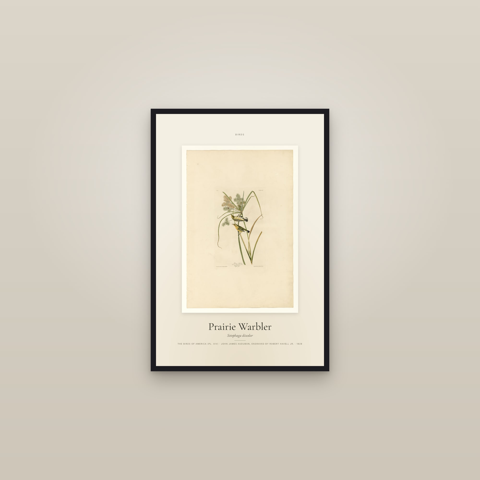 Prairie Warbler — Specimen — framed in a gallery setting