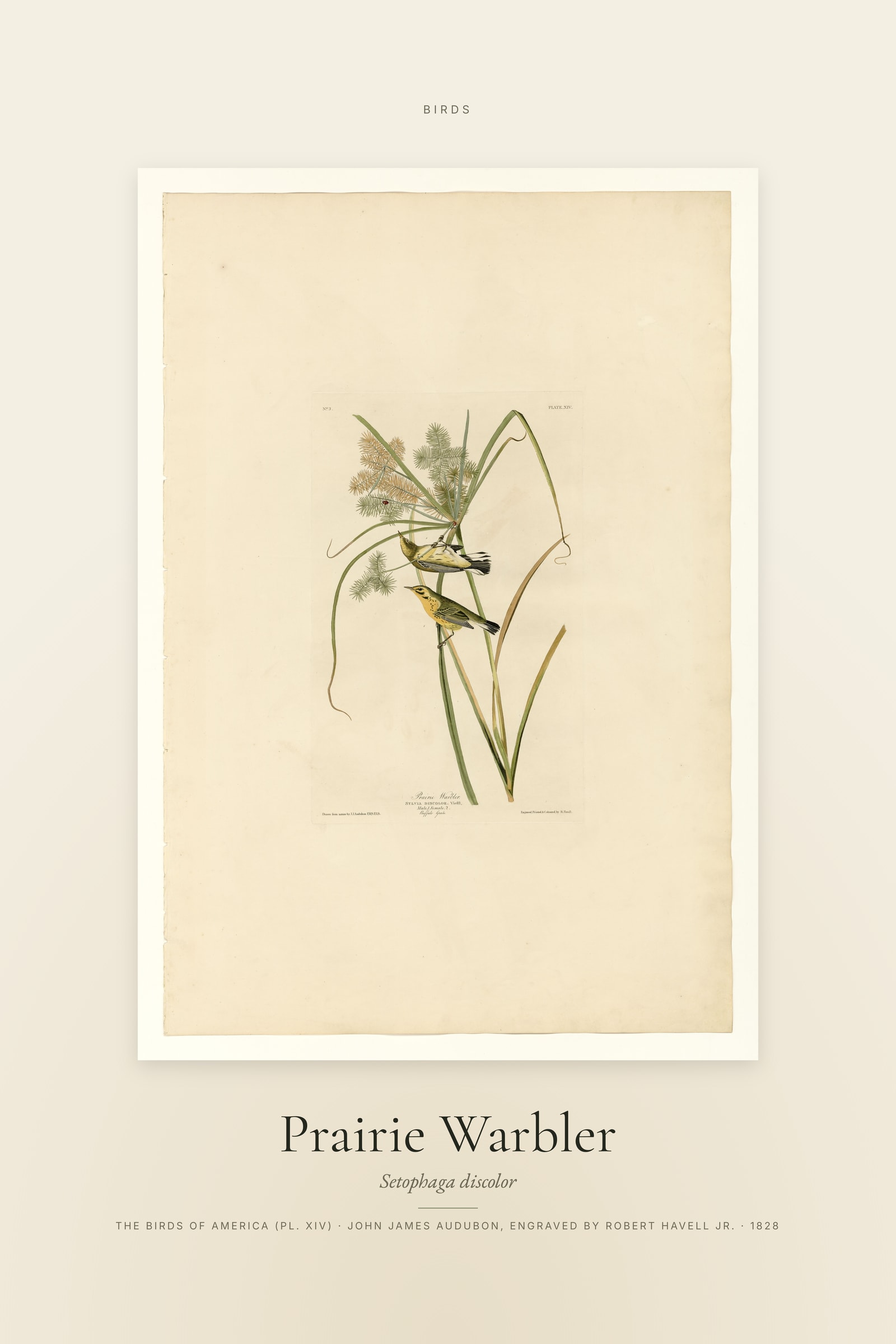 Prairie Warbler — Specimen