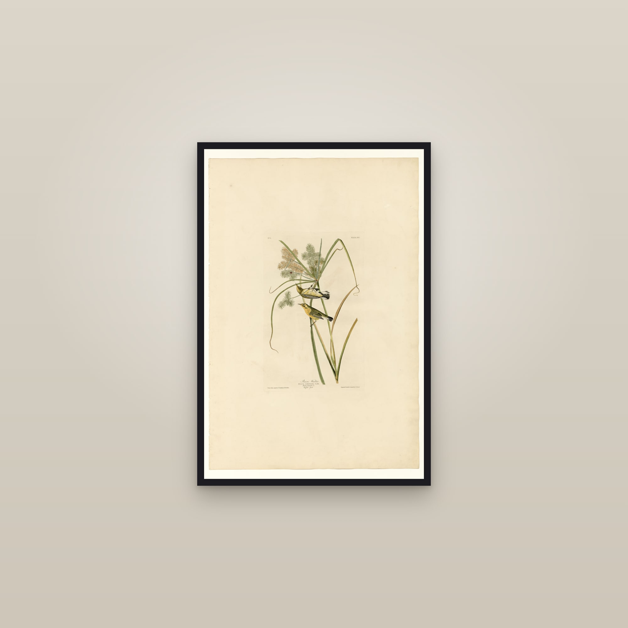 Prairie Warbler — framed in a gallery setting
