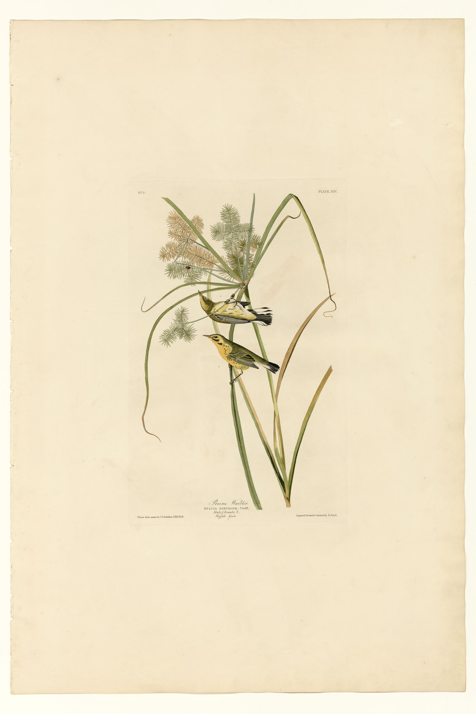 Prairie Warbler