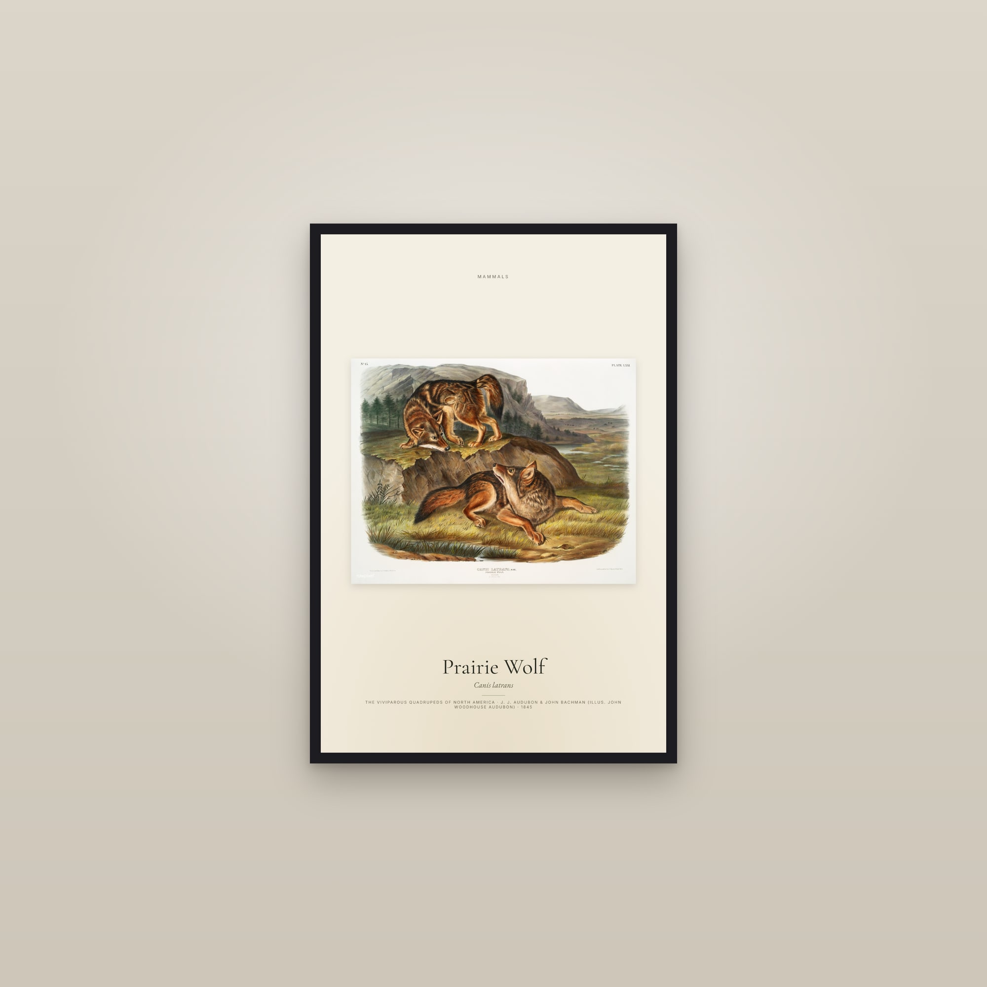 Prairie Wolf — framed in a gallery setting