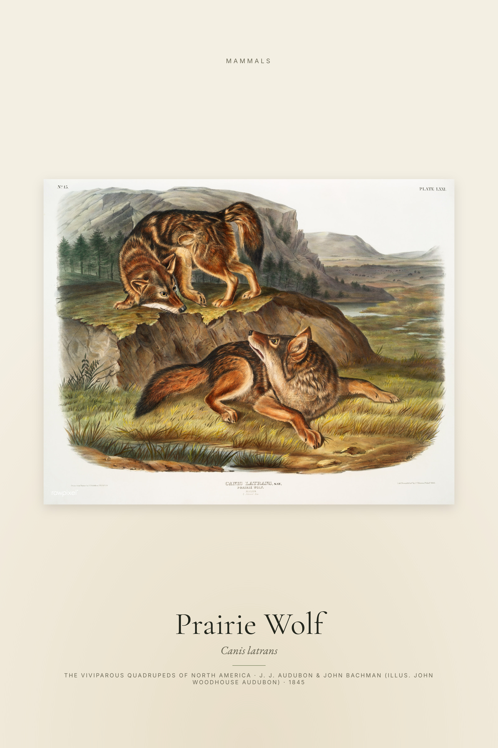 Prairie Wolf