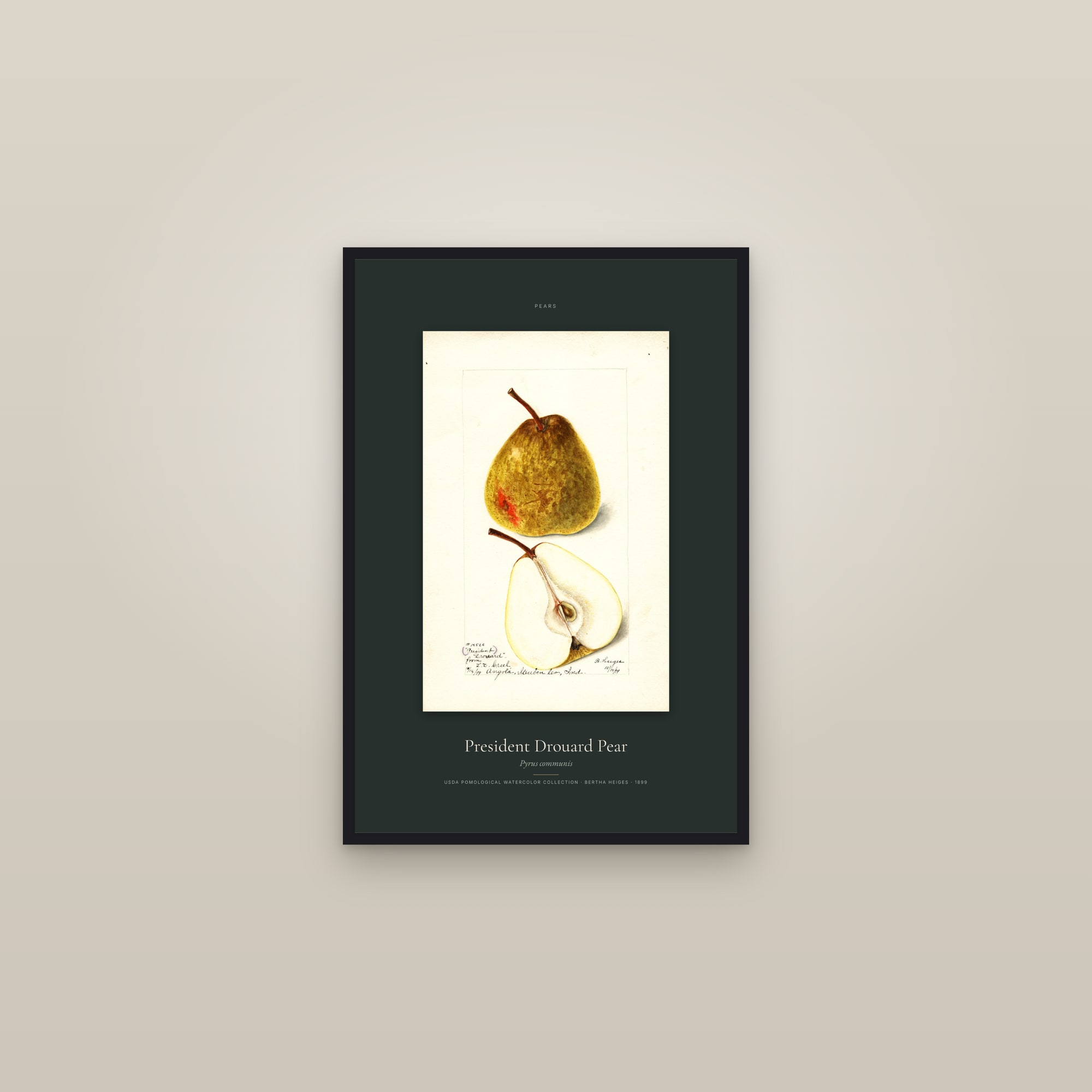 President Drouard Pear — Specimen — framed in a gallery setting