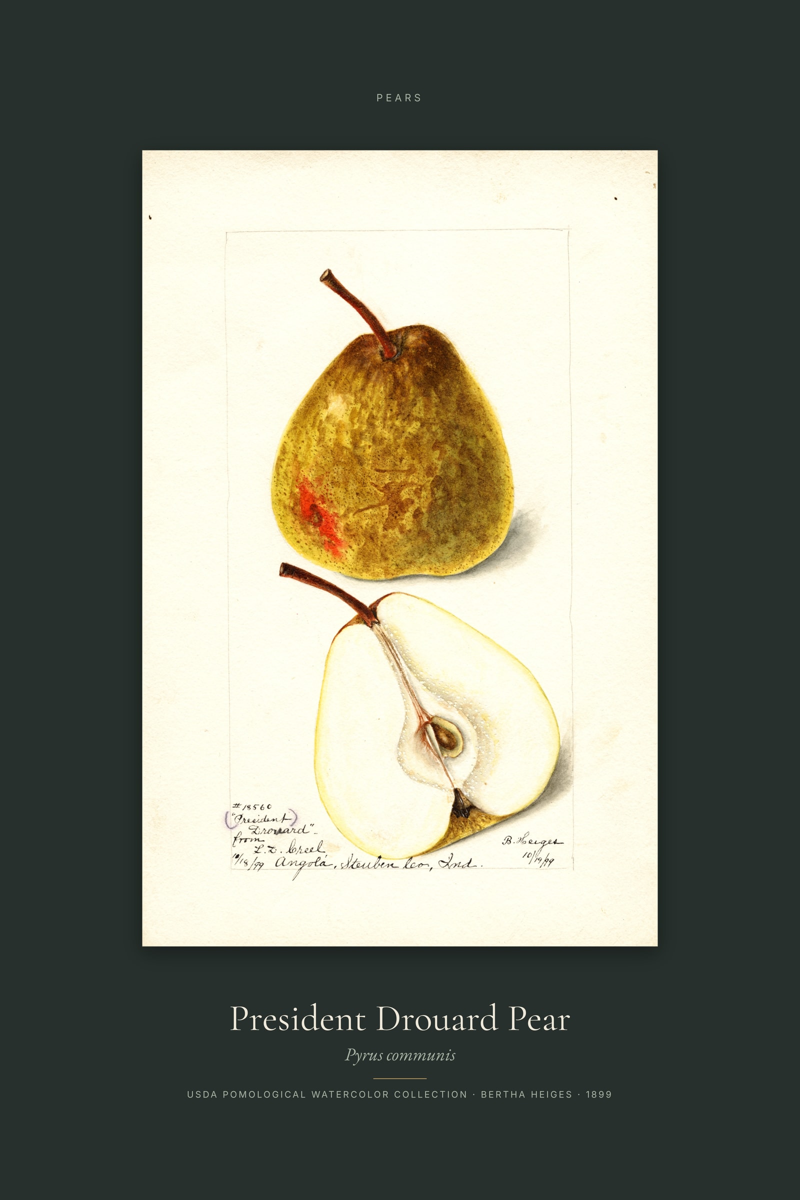 President Drouard Pear — Specimen