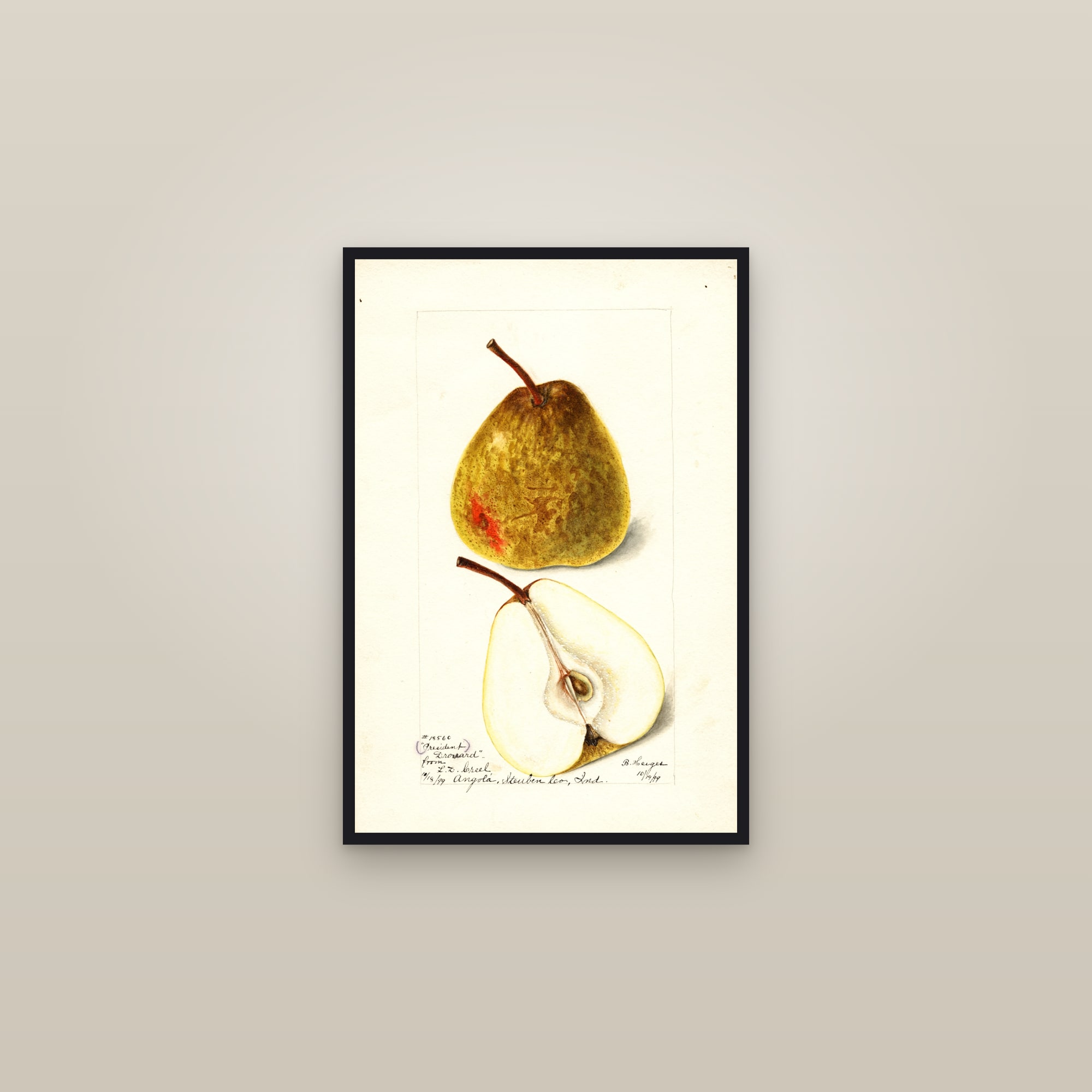 President Drouard Pear — framed in a gallery setting